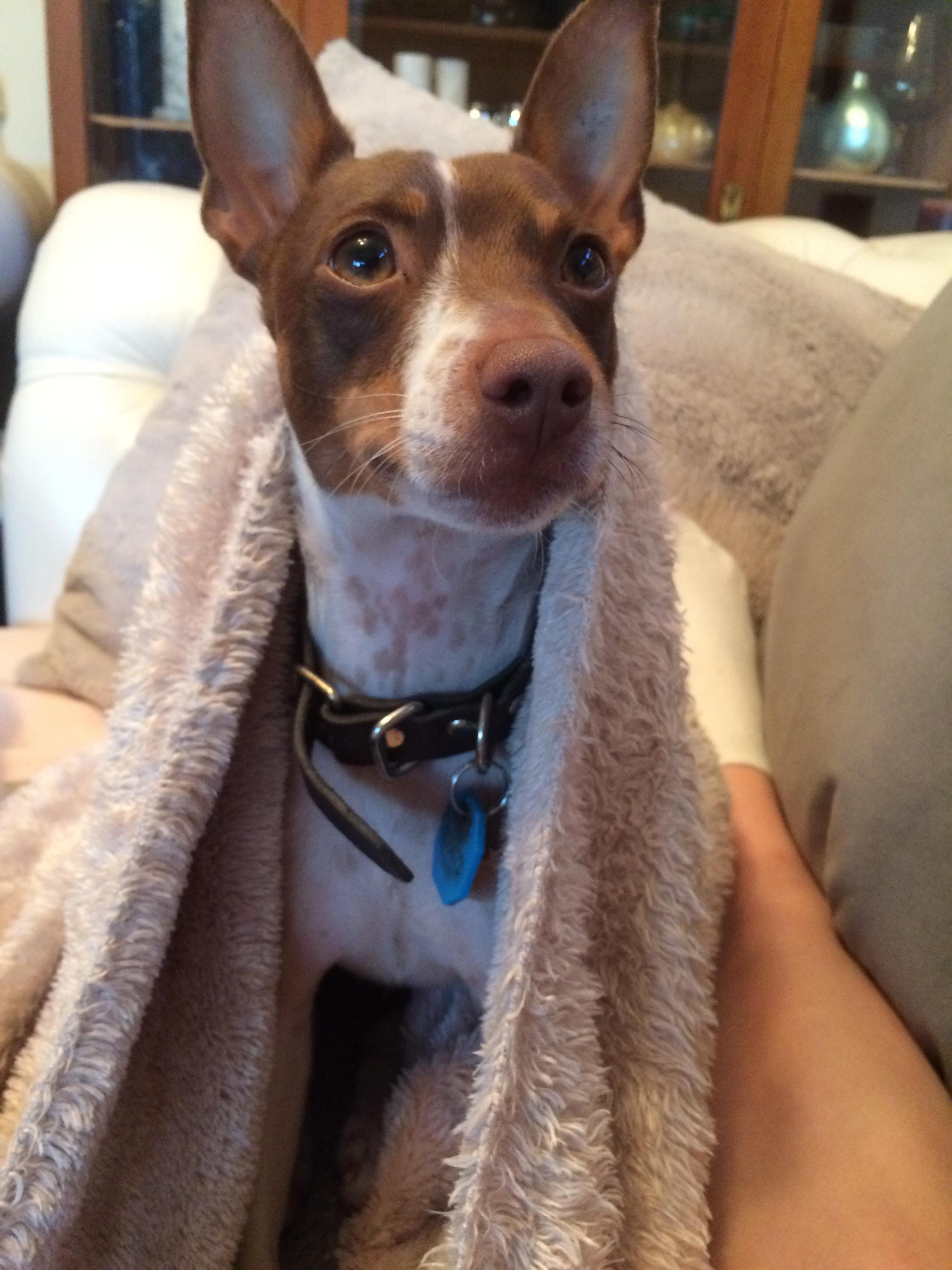 Pet Sitter near me, Pet Sitting in Nambour QLD, QLD PetCloud Hollie