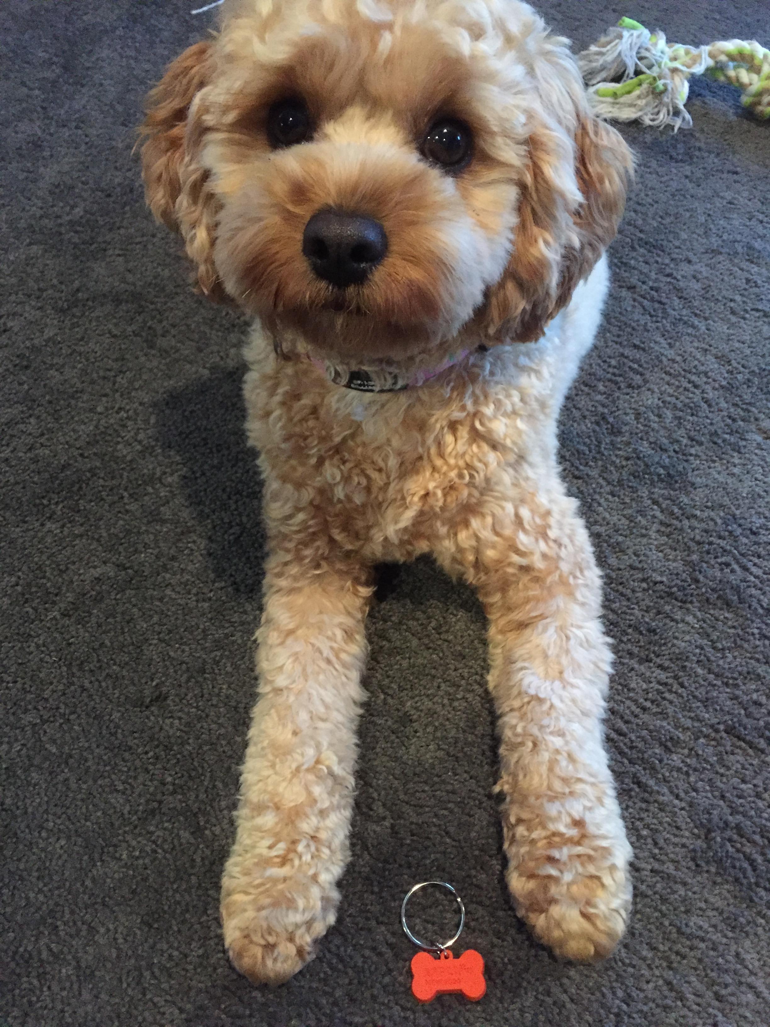 Pet Sitter near me, Pet Sitting in Blue Haven, NSW PetCloud Kyoko F