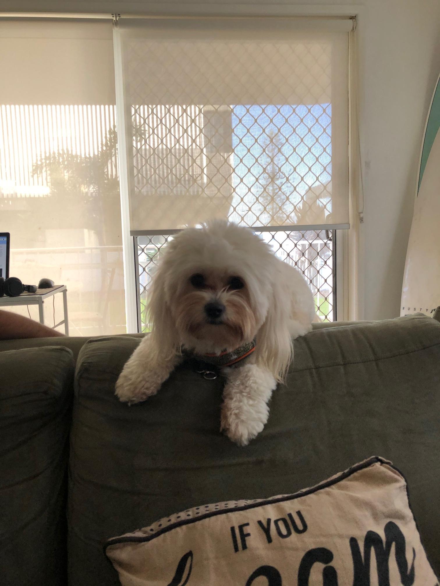 Pet Sitter near me, Pet Sitting in Varsity Lakes, QLD PetCloud