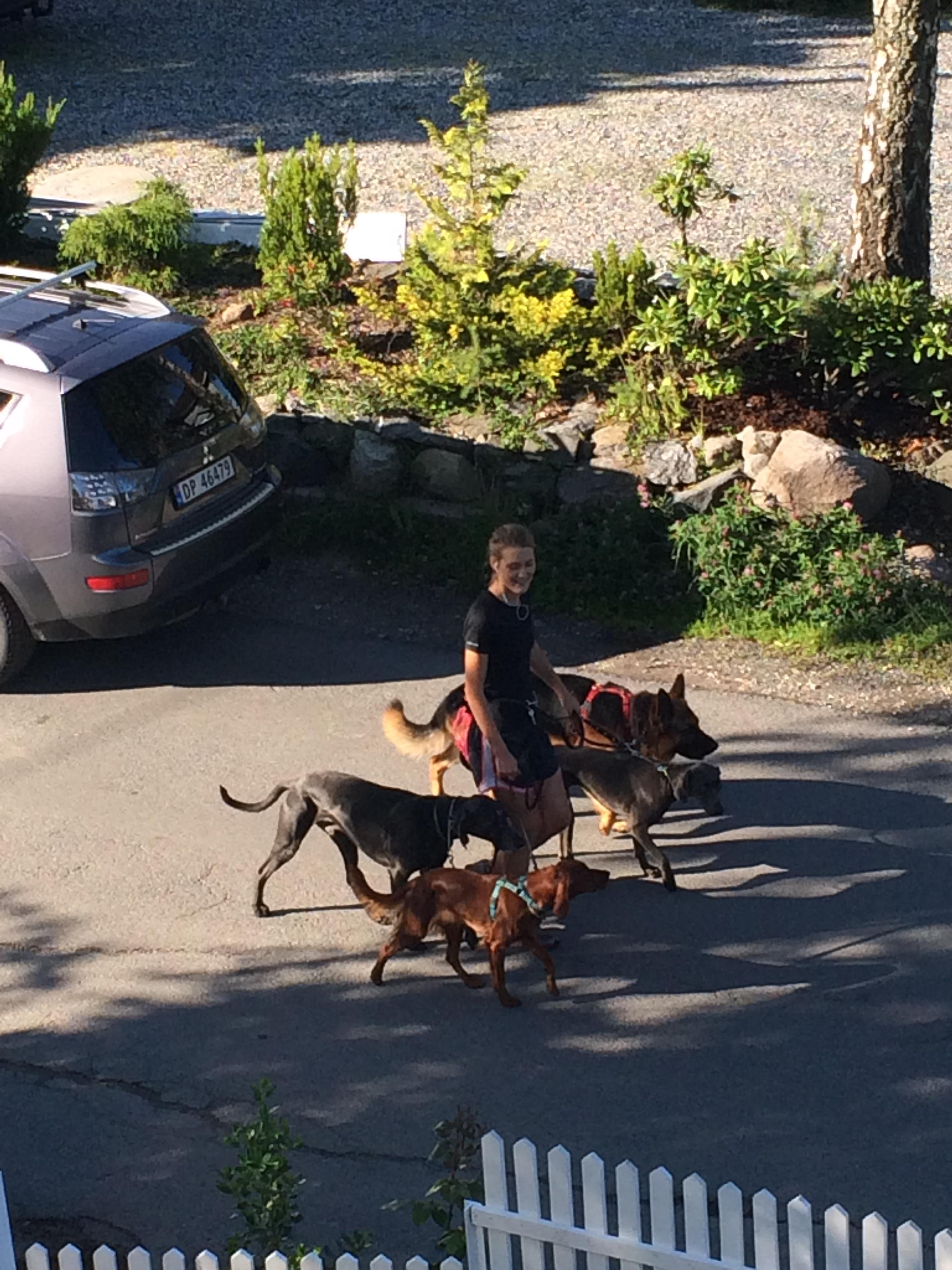 Pet Sitter near me, Pet Sitting in Coorparoo, QLD PetCloud Johanna