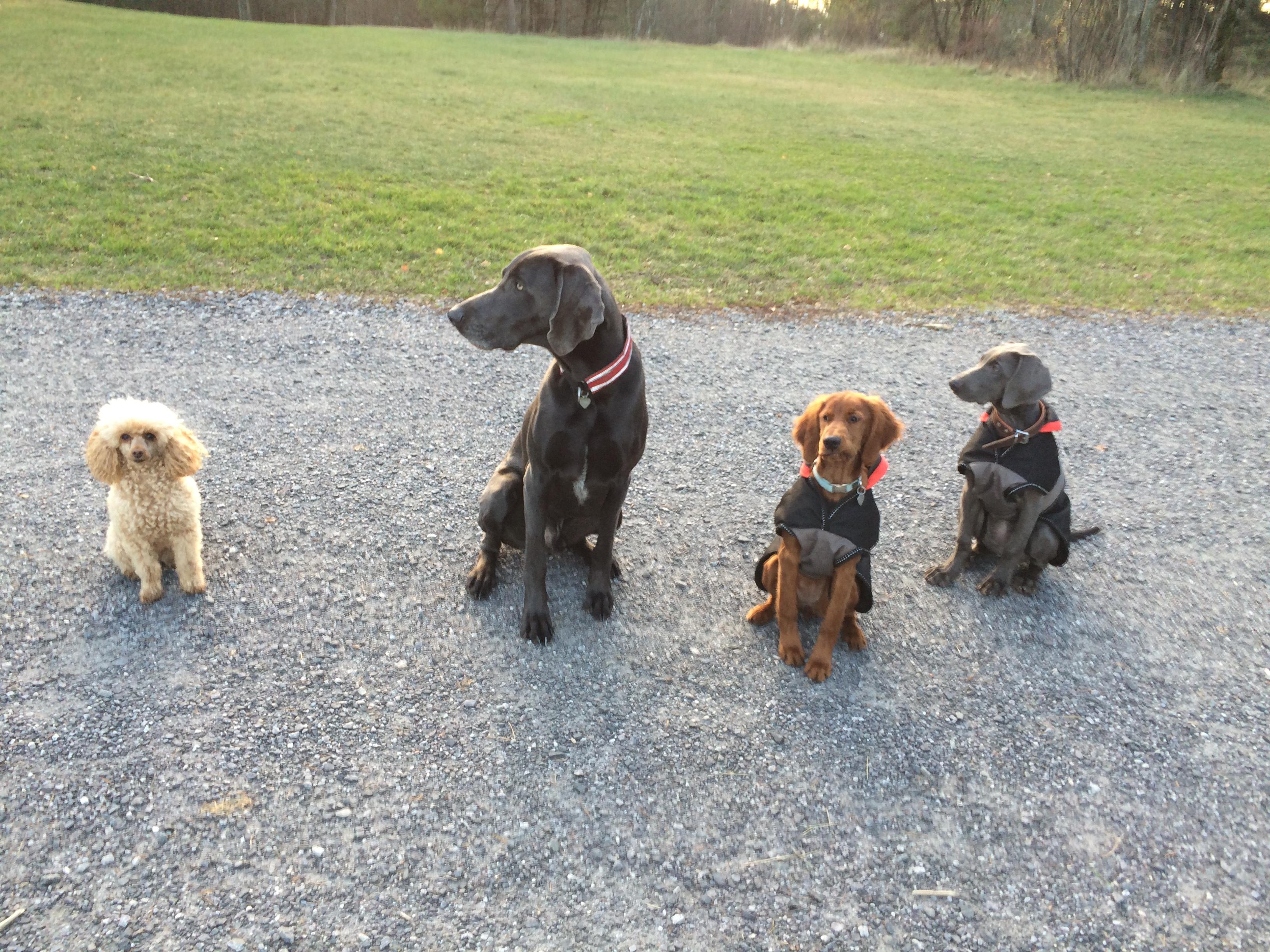 Pet Sitter near me, Pet Sitting in Coorparoo, QLD PetCloud Johanna