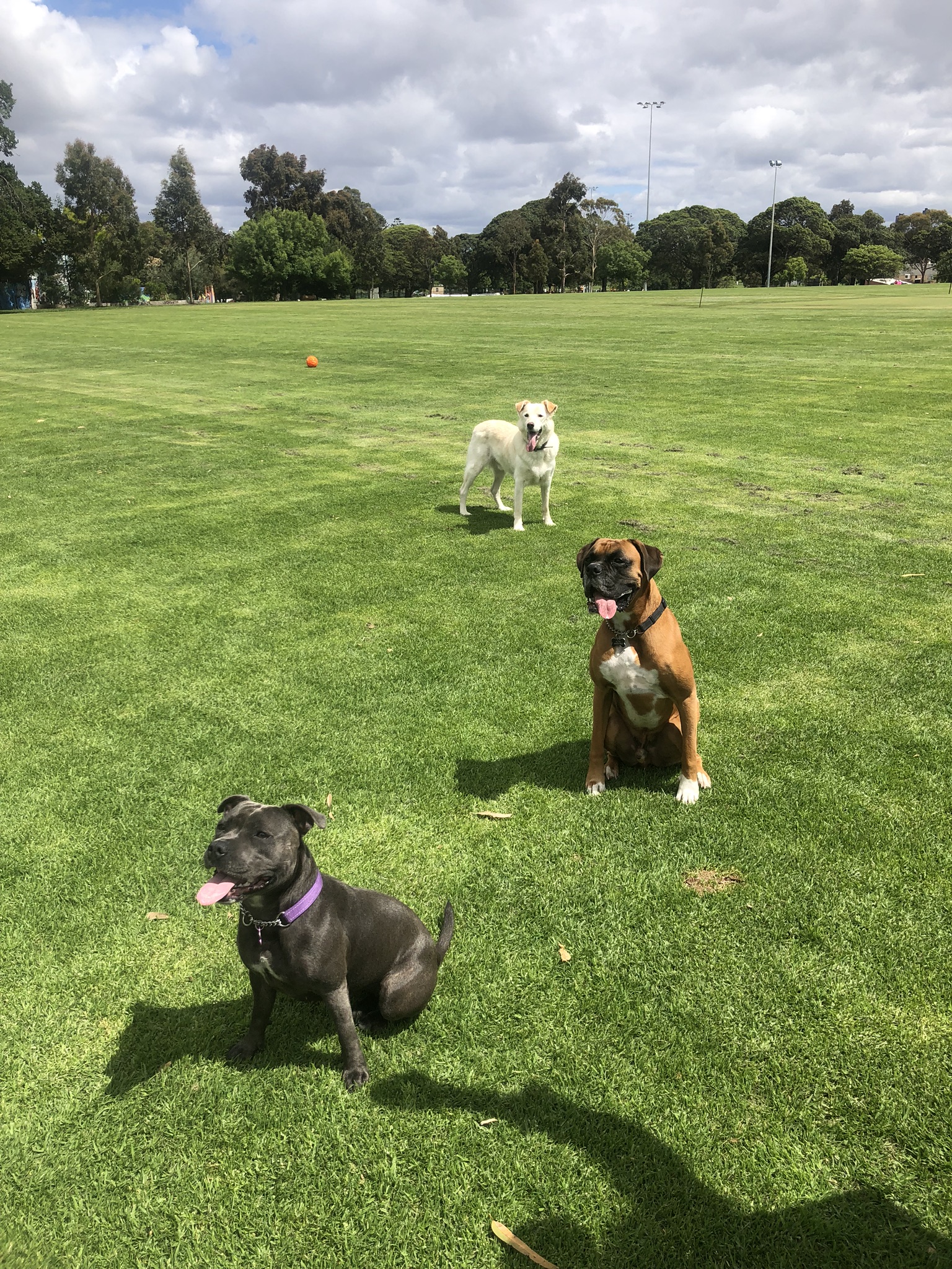 Pet Sitter near me, Pet Sitting in Melbourne VIC, VIC PetCloud