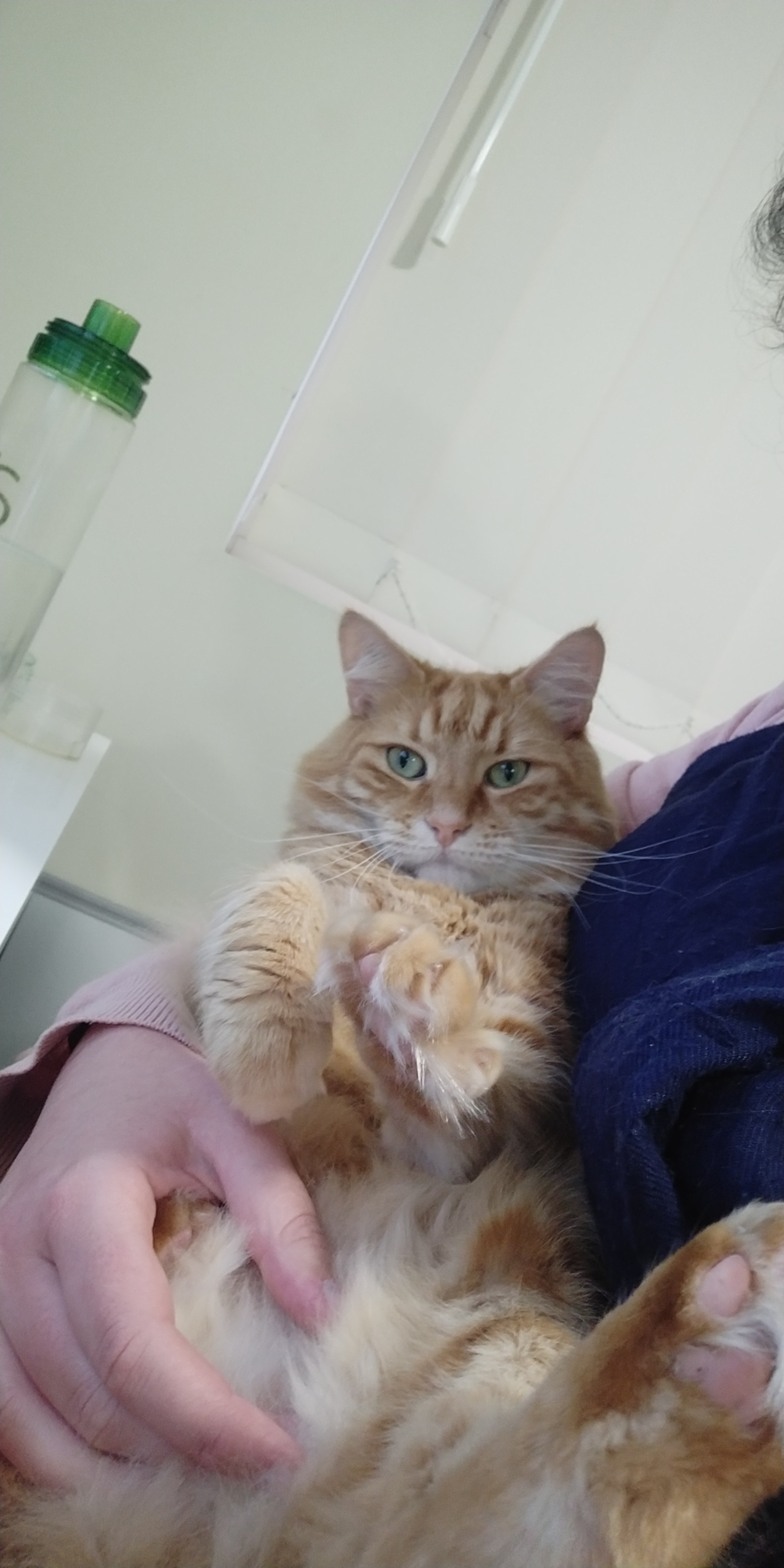 Pet Sitter near me, Pet Sitting in Pakenham, VIC PetCloud Gemma K