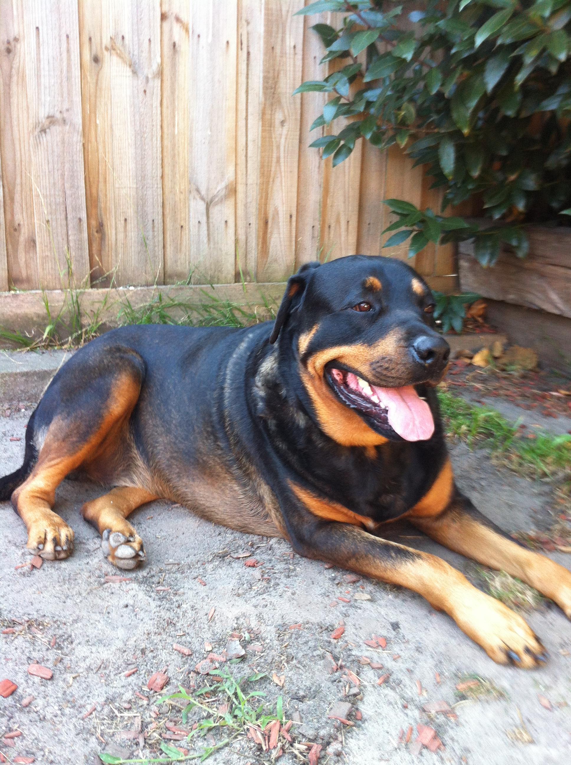 Pet Sitter near me, Pet Sitting in Epping, VIC PetCloud Suzi N