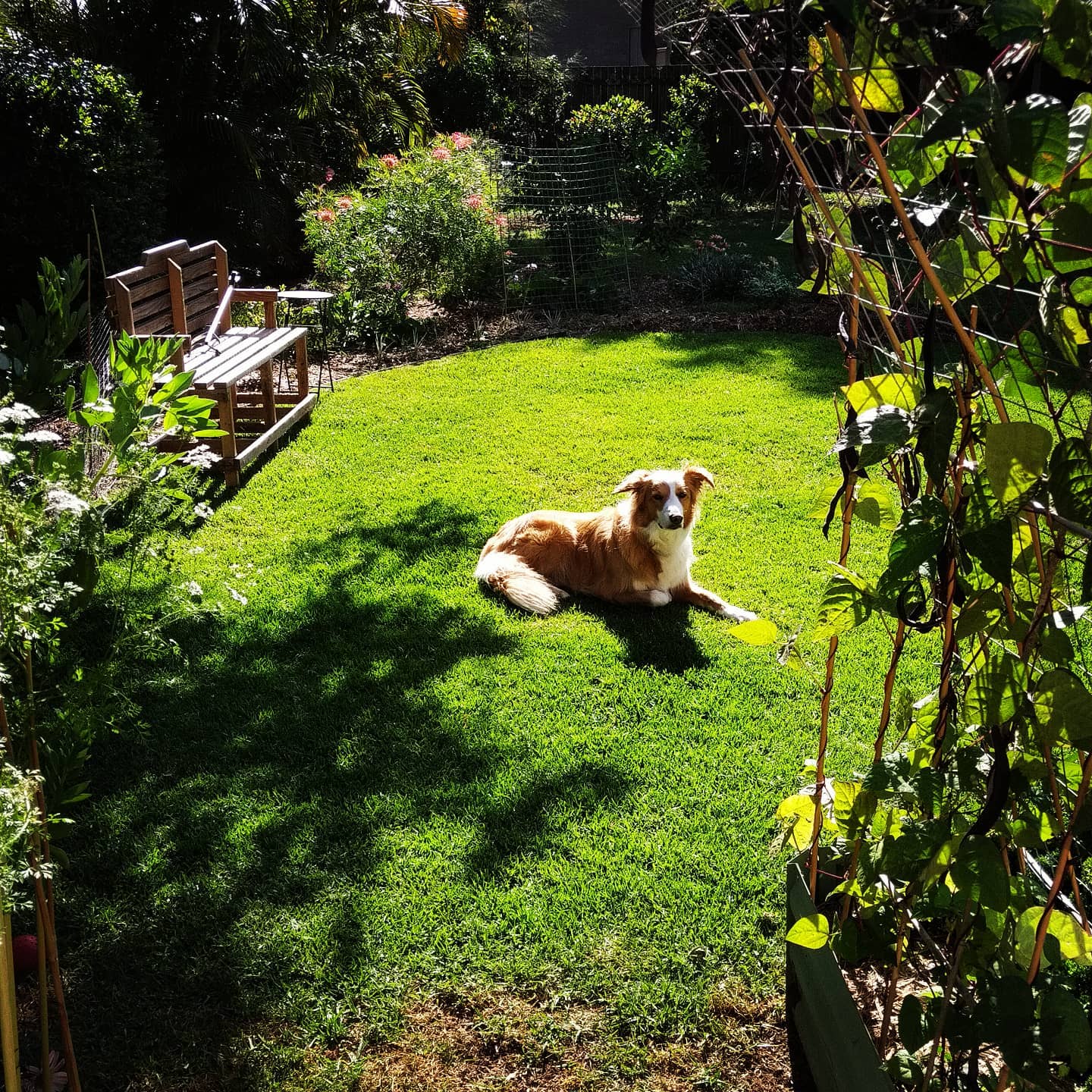 Pet Sitter near me, Pet Sitting in Castle Hill, NSW PetCloud
