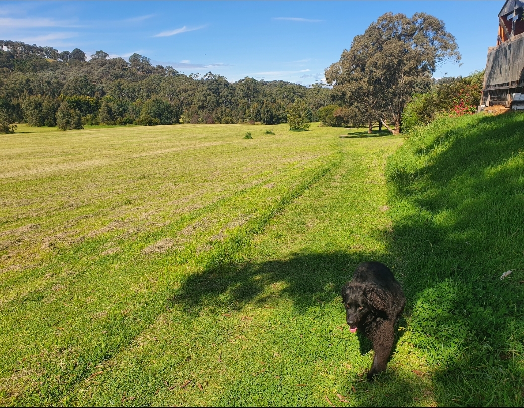 Pet Sitter near me, Pet Sitting in Eltham North, VIC PetCloud Tara