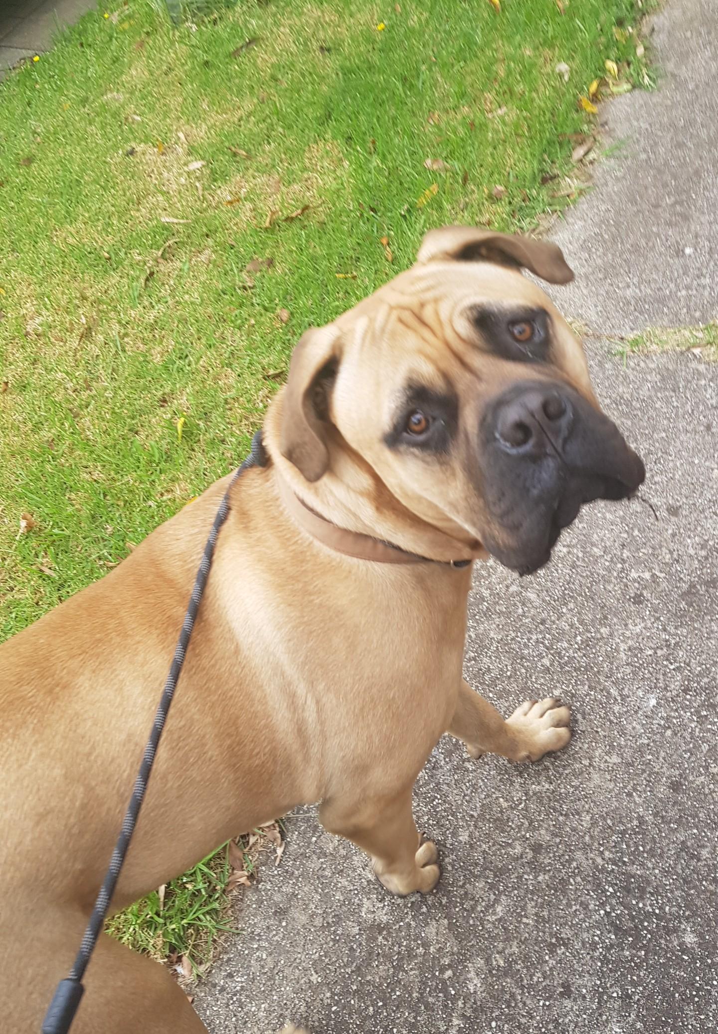 Pet Sitter near me, Pet Sitting in Wyndham Vale, VIC PetCloud Brie