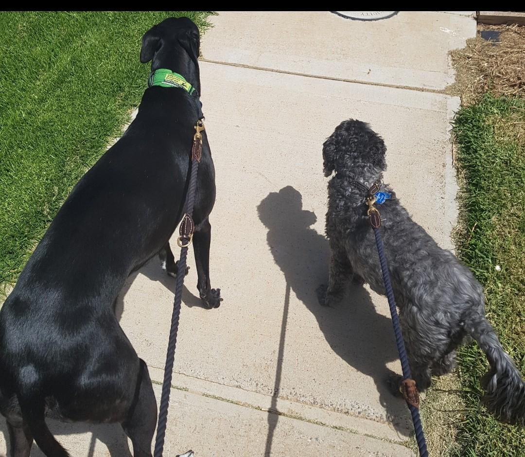 Pet Sitter near me, Pet Sitting in Wyndham Vale, VIC PetCloud Brie