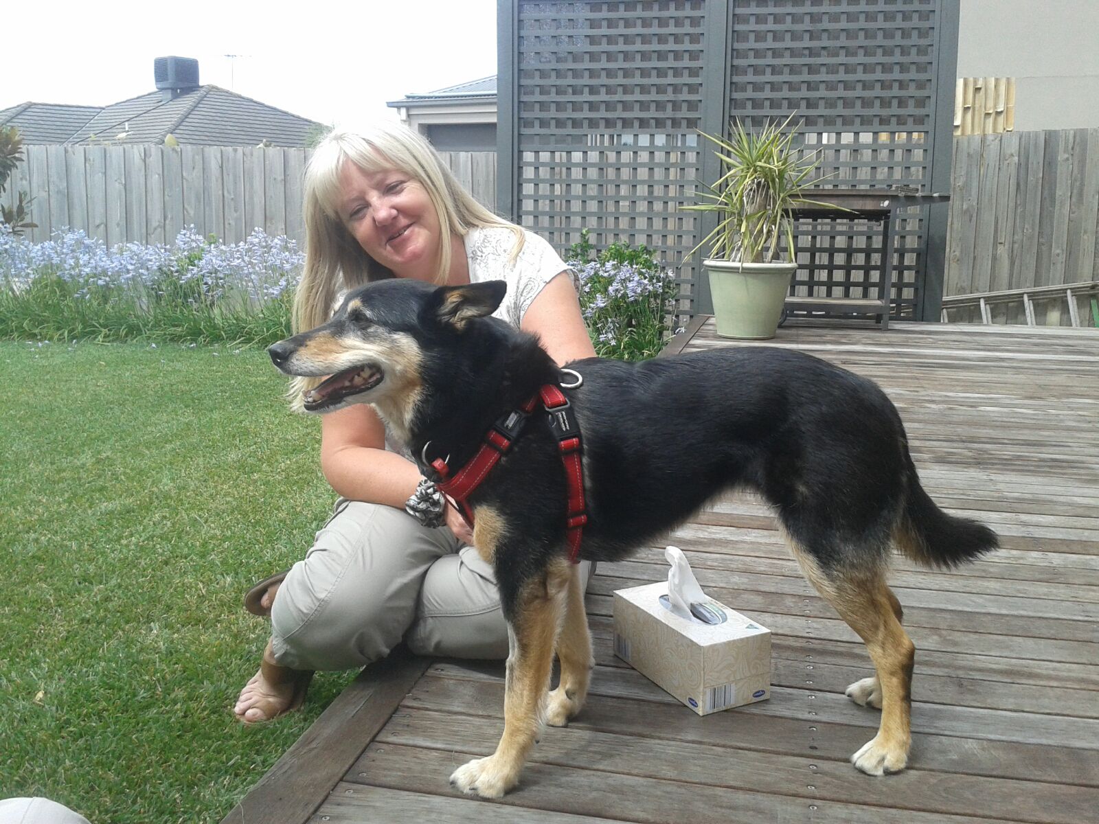 Pet Sitter near me, Pet Sitting in Rozelle, NSW PetCloud Susan C