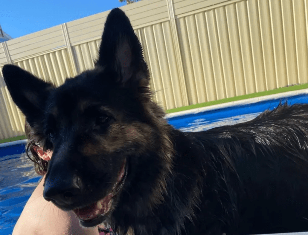 Pet Sitter near me, Pet Sitting in Madeley, WA PetCloud Gabriela C