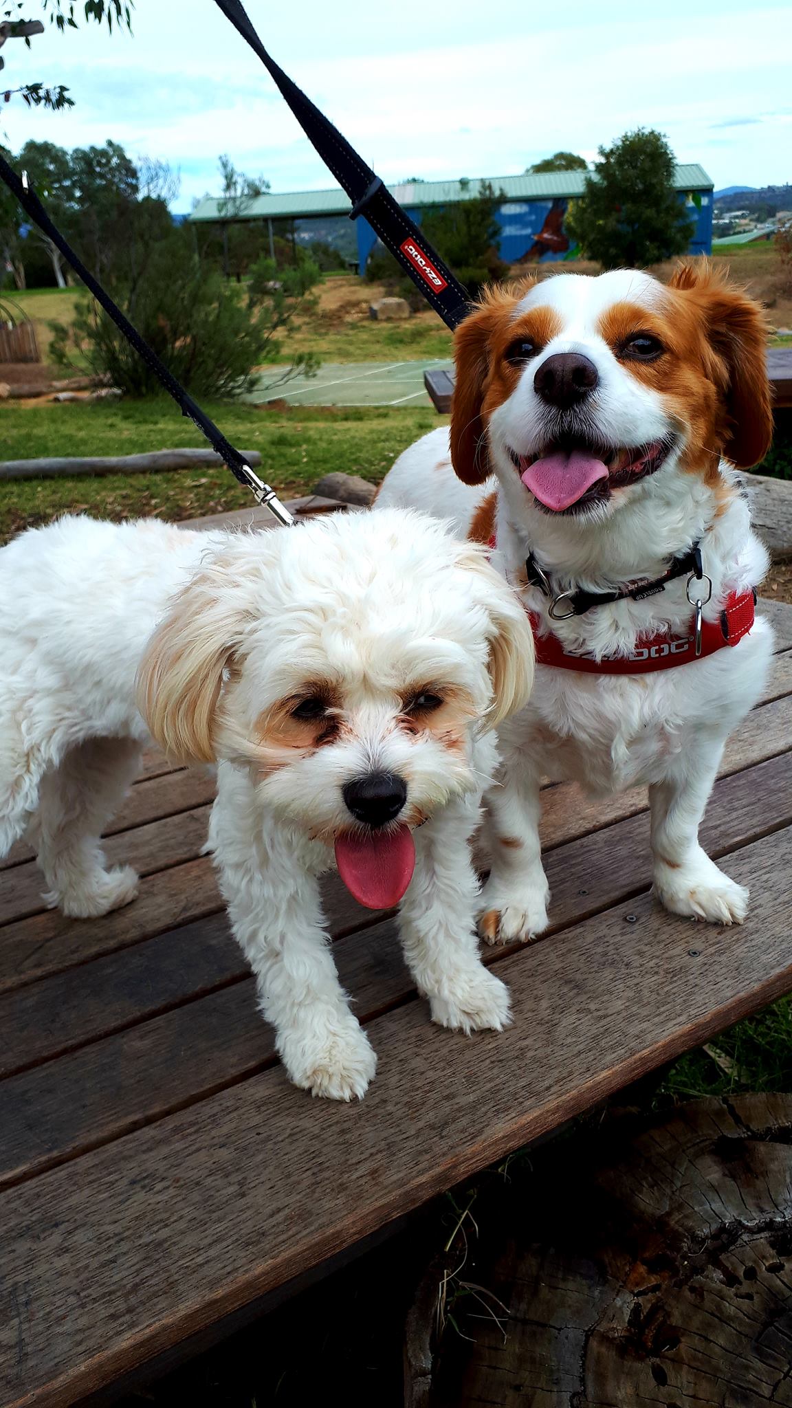 Pet Sitter near me, Pet Sitting in Weston, ACT PetCloud Robert B