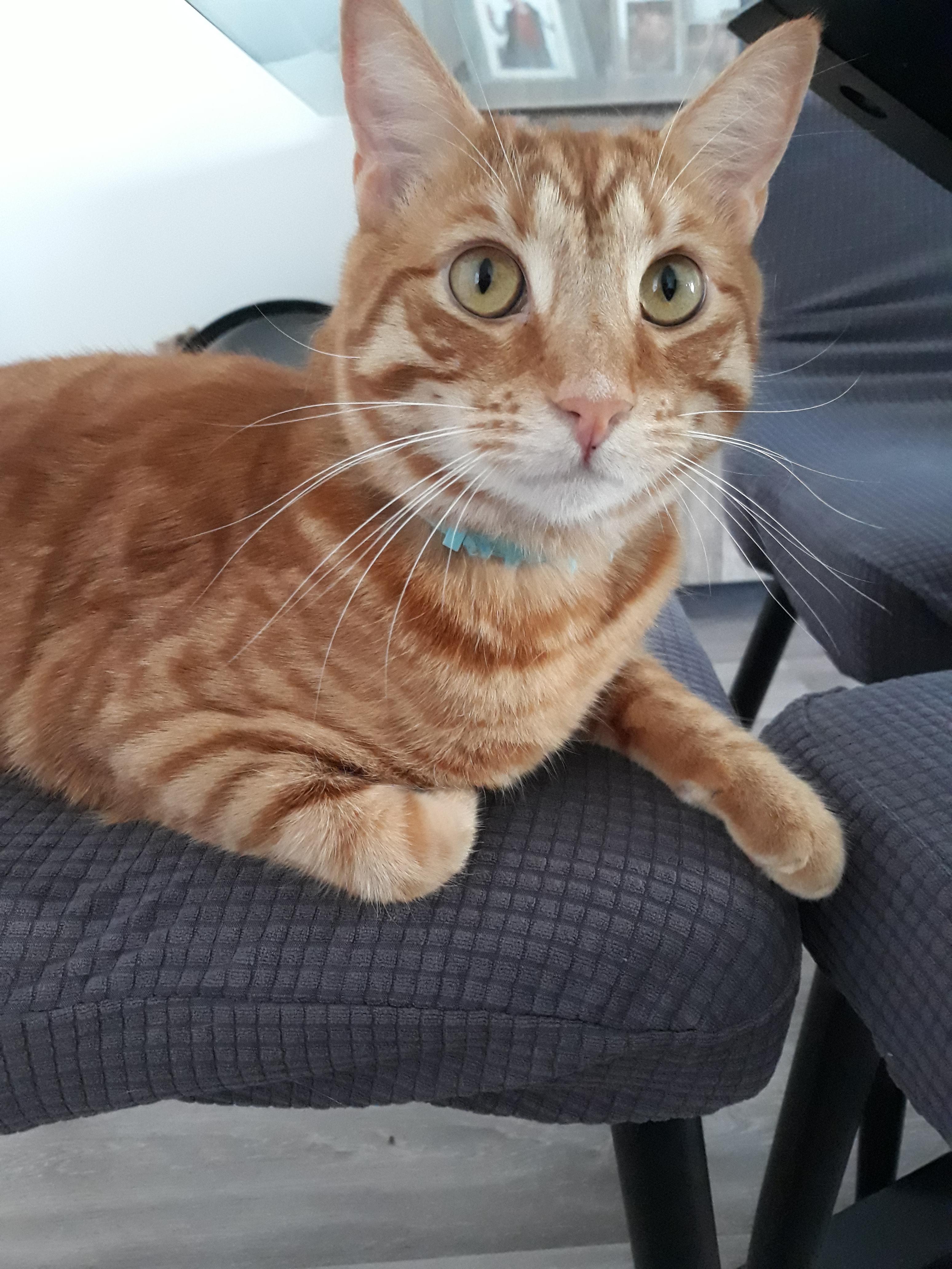 Pet Sitter near me, Pet Sitting in Alkimos, WA PetCloud Andrea R PetCloud