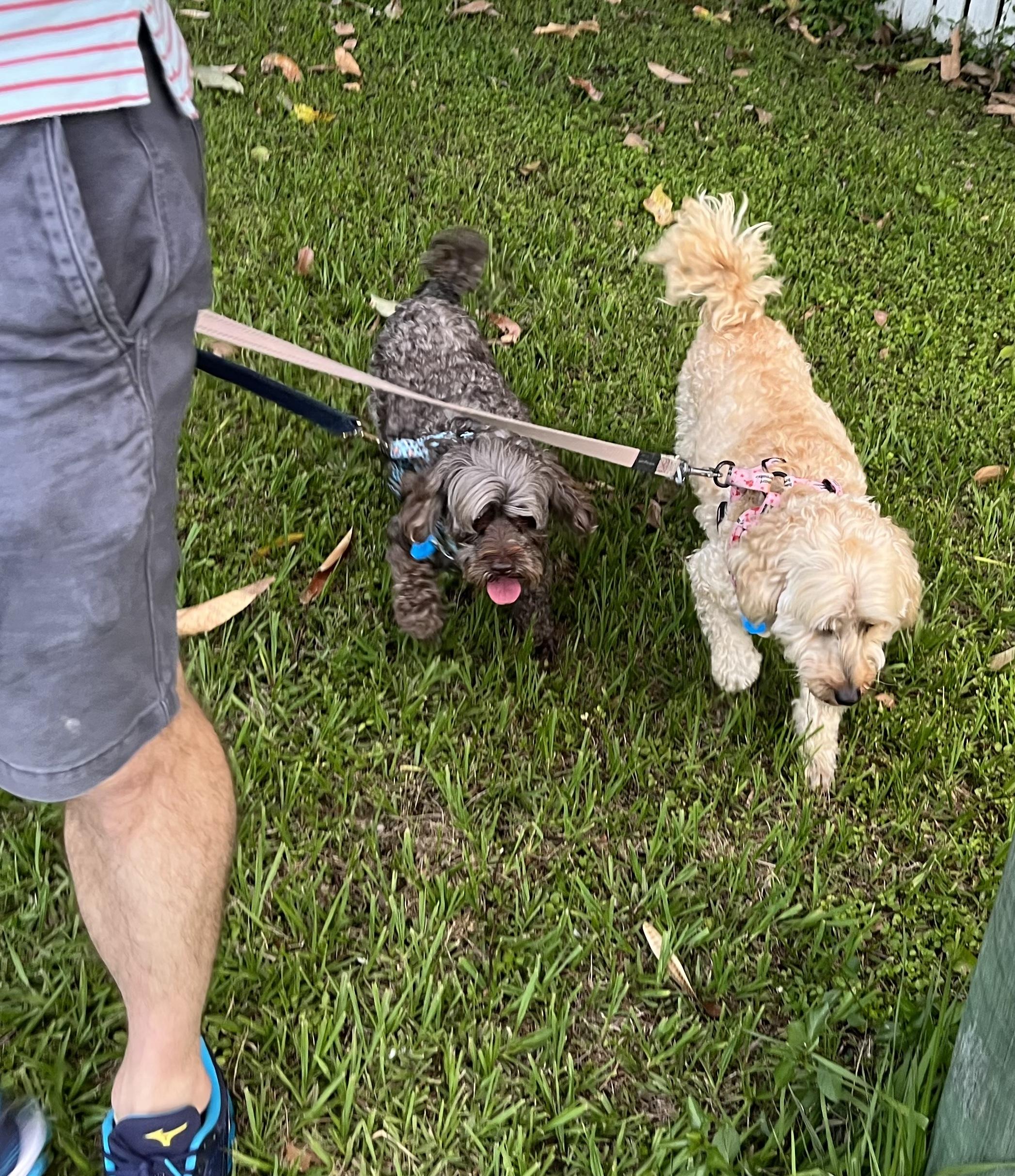 Pet Sitter near me, Pet Sitting in Taringa, QLD PetCloud Alicia L