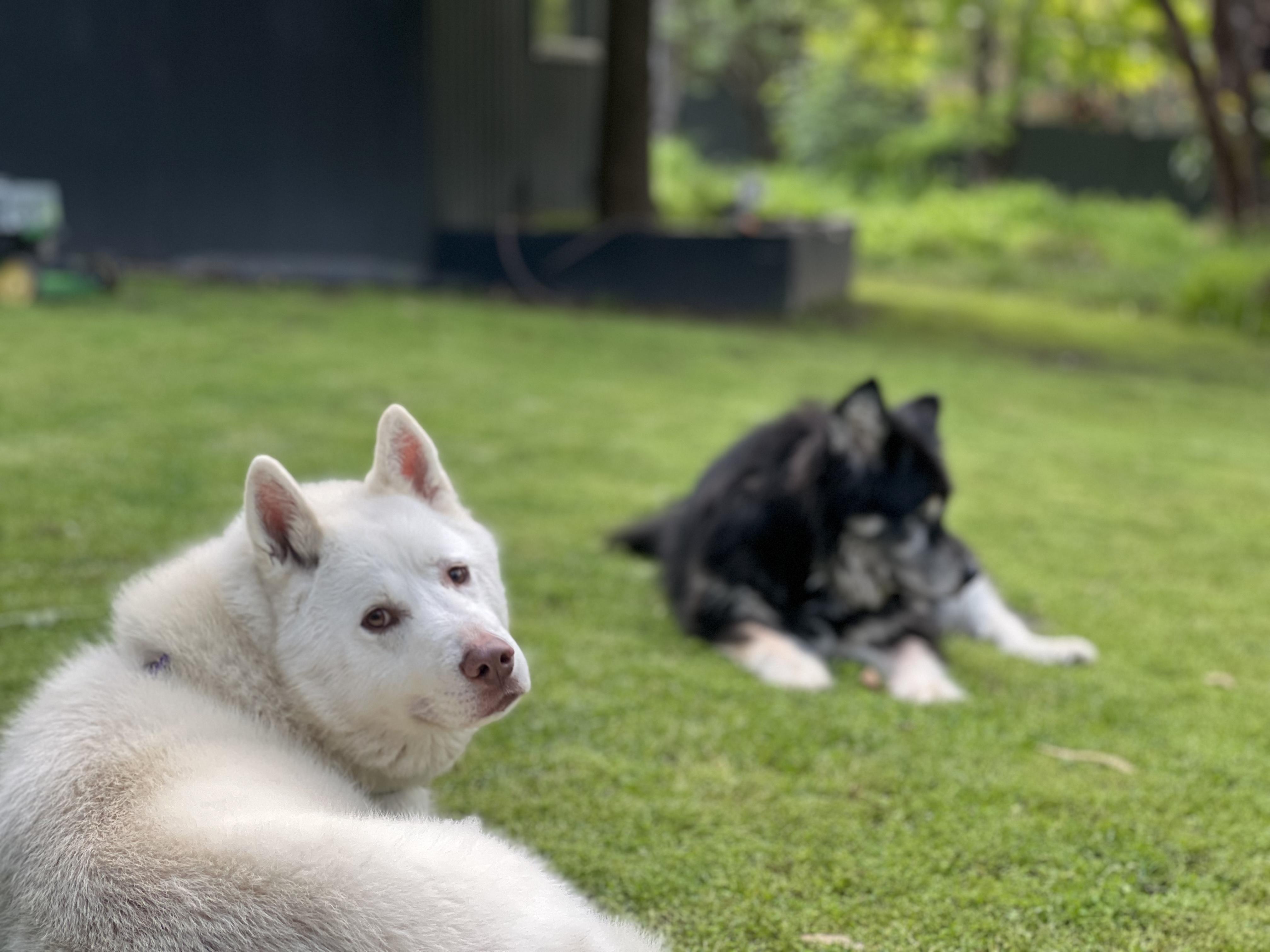 Pet Sitter near me, Pet Sitting in Coromandel Valley, SA PetCloud