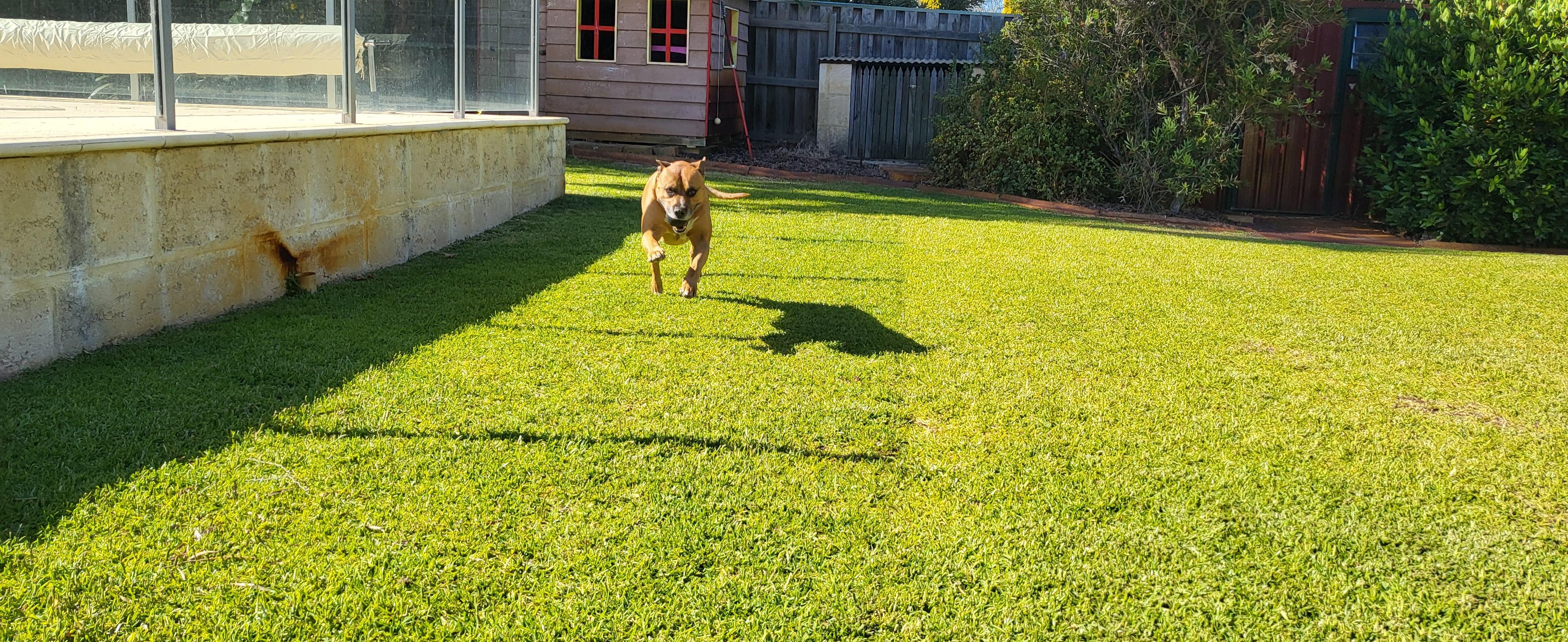 Pet Sitter near me, Pet Sitting in Cronulla, NSW PetCloud Alexandra