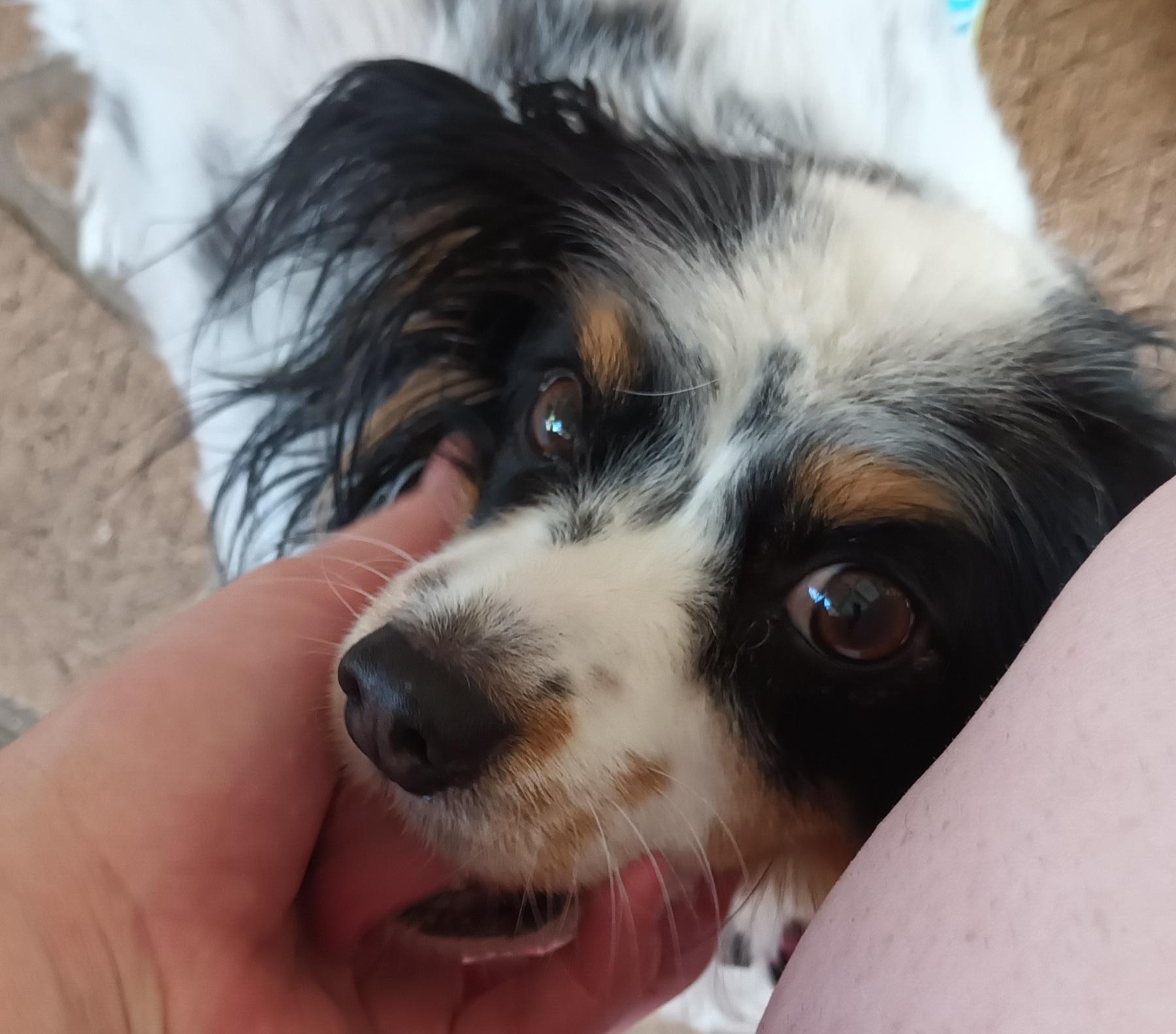 Pet Sitter near me, Pet Sitting in Deebing Heights, QLD PetCloud