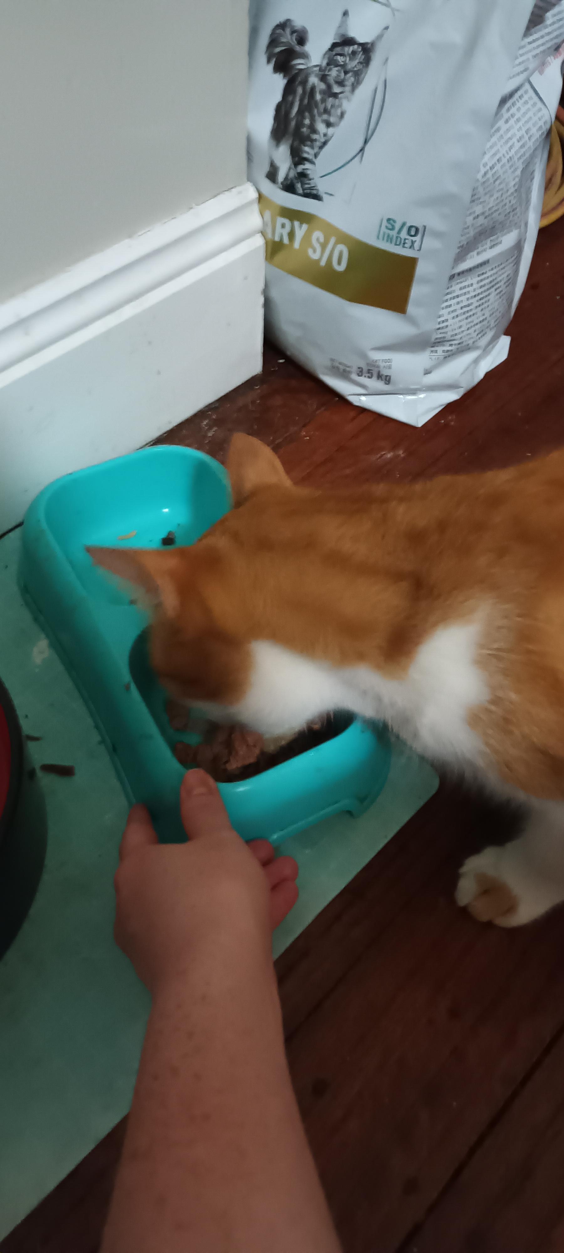 Pet Sitter near me, Pet Sitting in Deebing Heights, QLD PetCloud