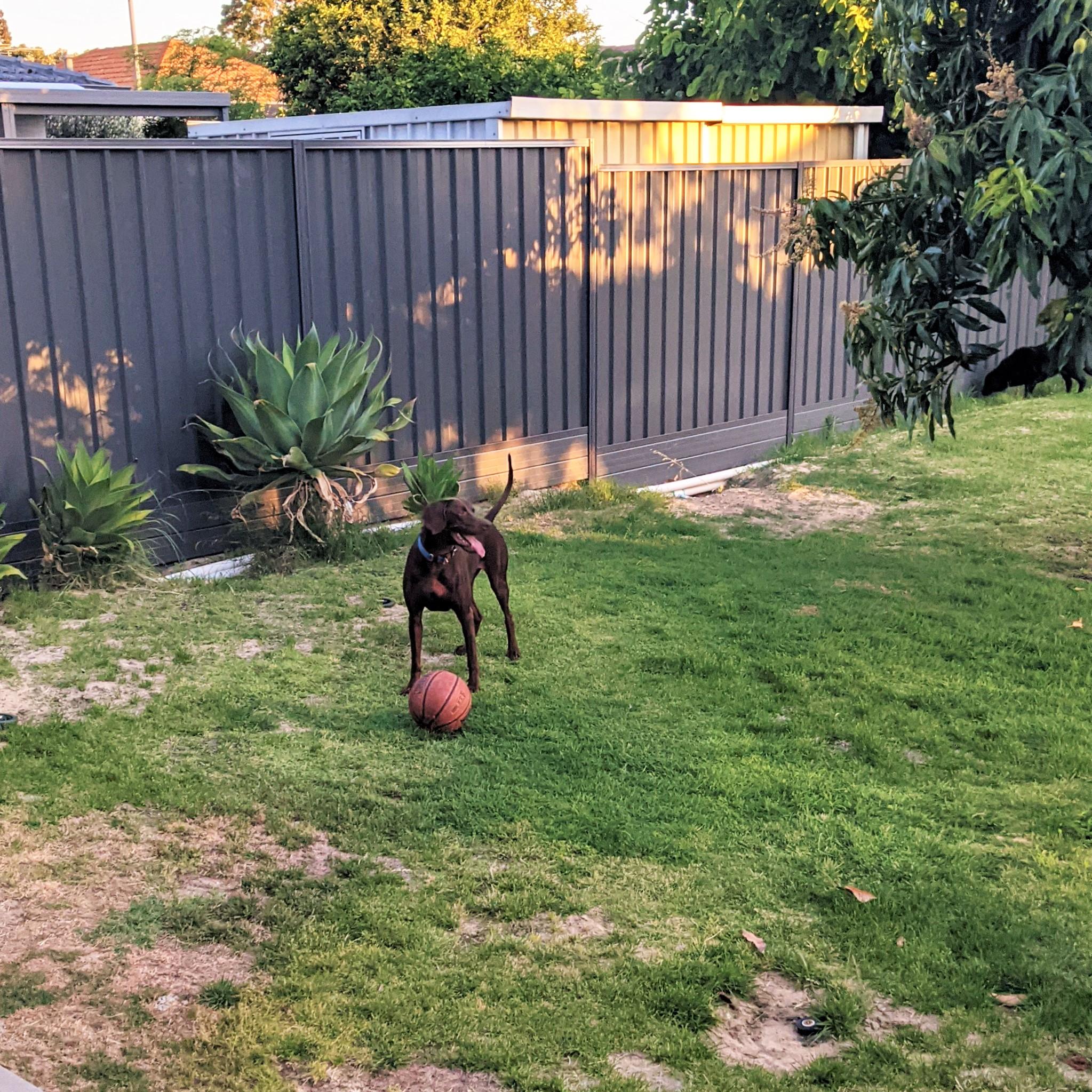 Pet Sitter near me, Pet Sitting in Balcatta, WA PetCloud Stacey H