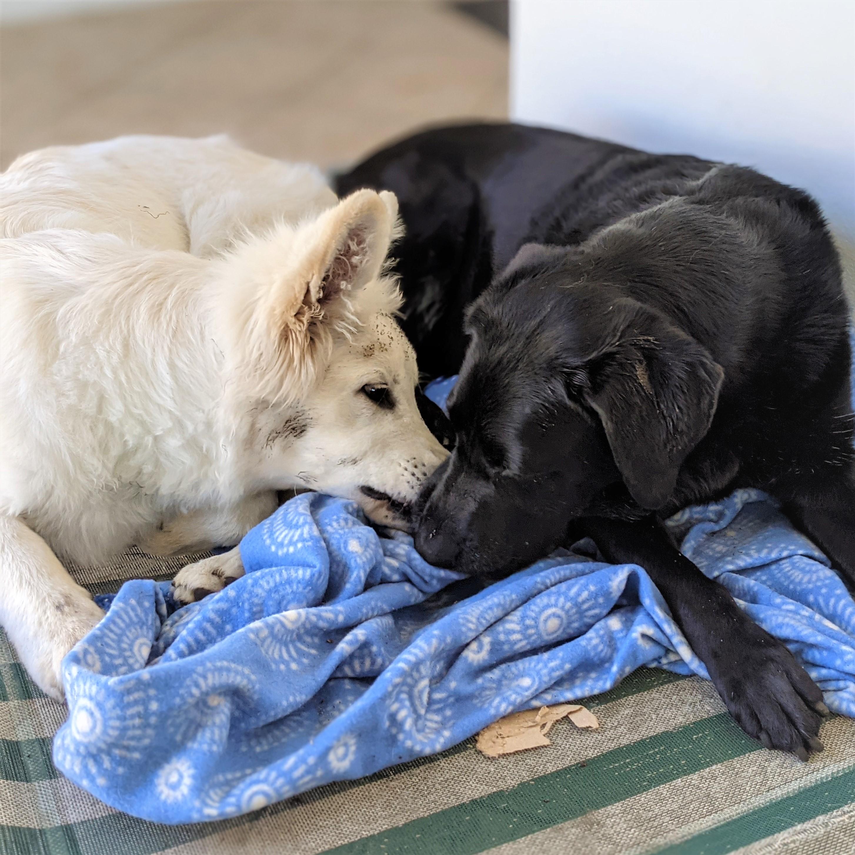 Pet Sitter near me, Pet Sitting in Balcatta, WA PetCloud Stacey H