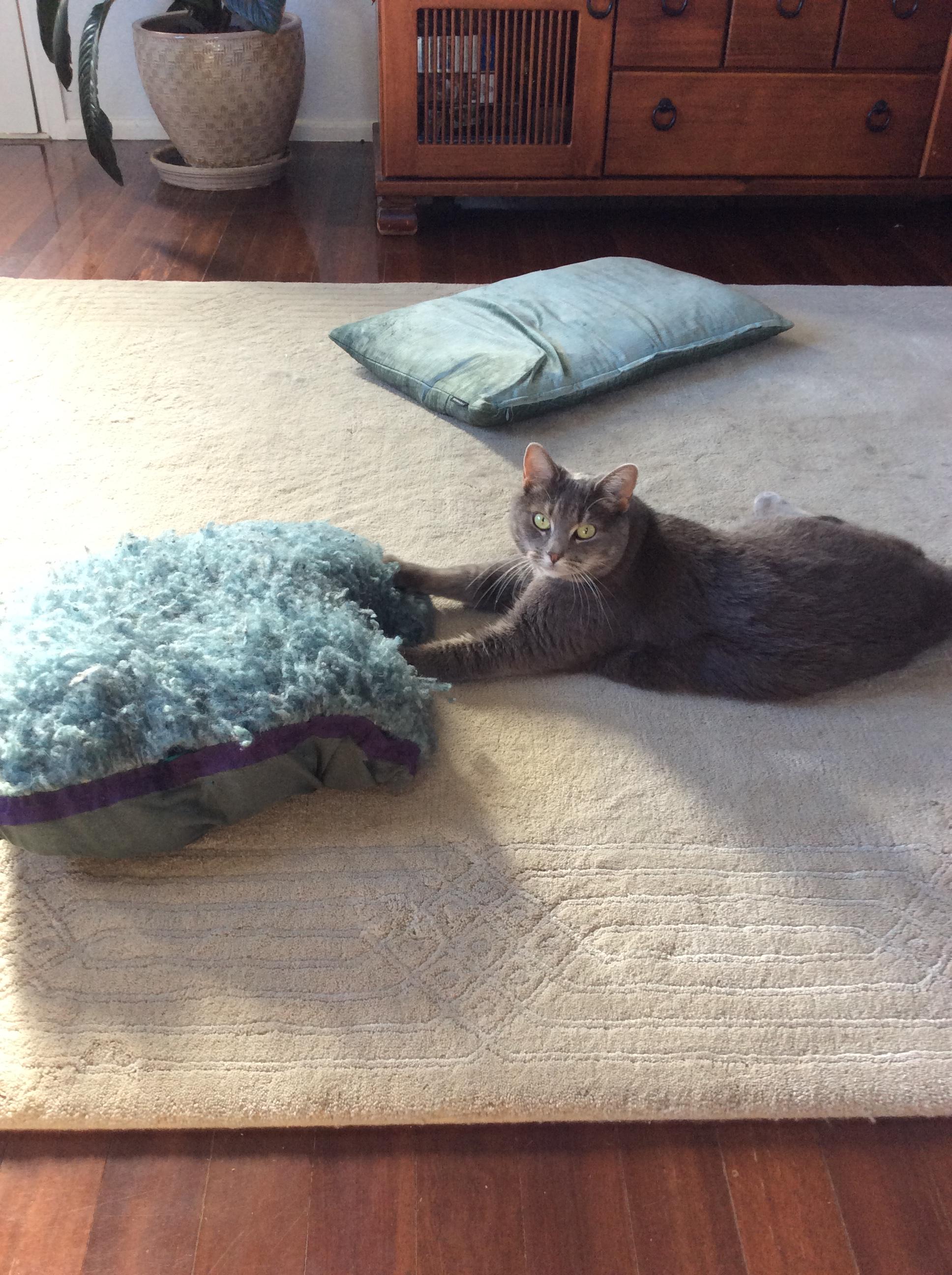 Pet Sitter near me, Pet Sitting in Clontarf, QLD PetCloud Jennifer