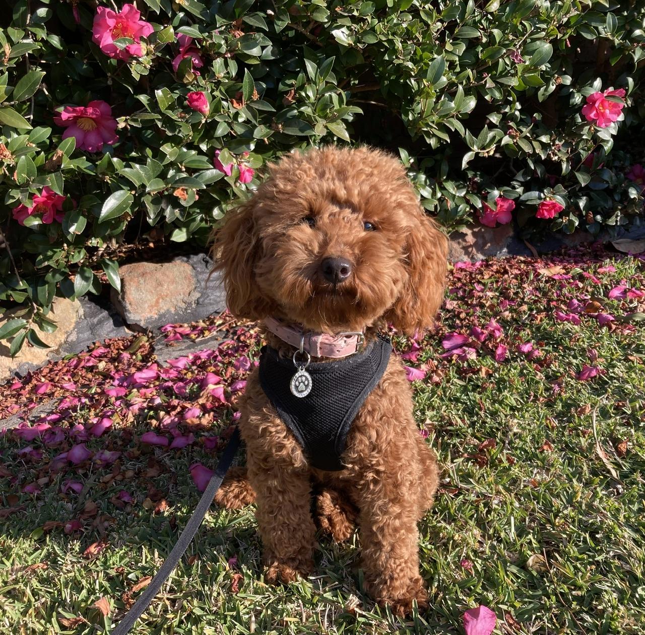 Pet Sitter near me, Pet Sitting in Chipping Norton, NSW PetCloud