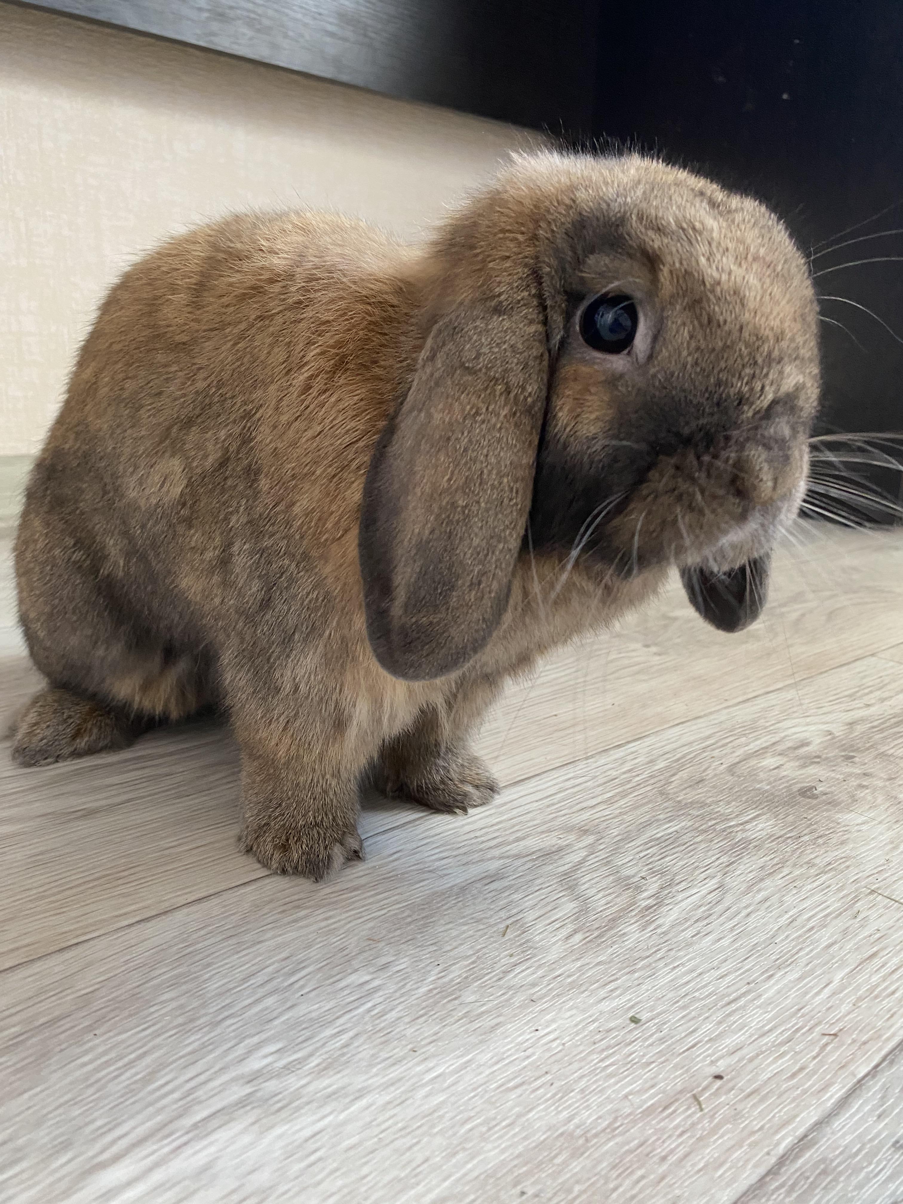 Pet Sitter near me, Pet Sitting in Epping, NSW PetCloud Diliara L