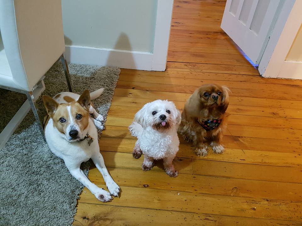 Pet Sitter near me, Pet Sitting in Peakhurst, NSW PetCloud Scarlett