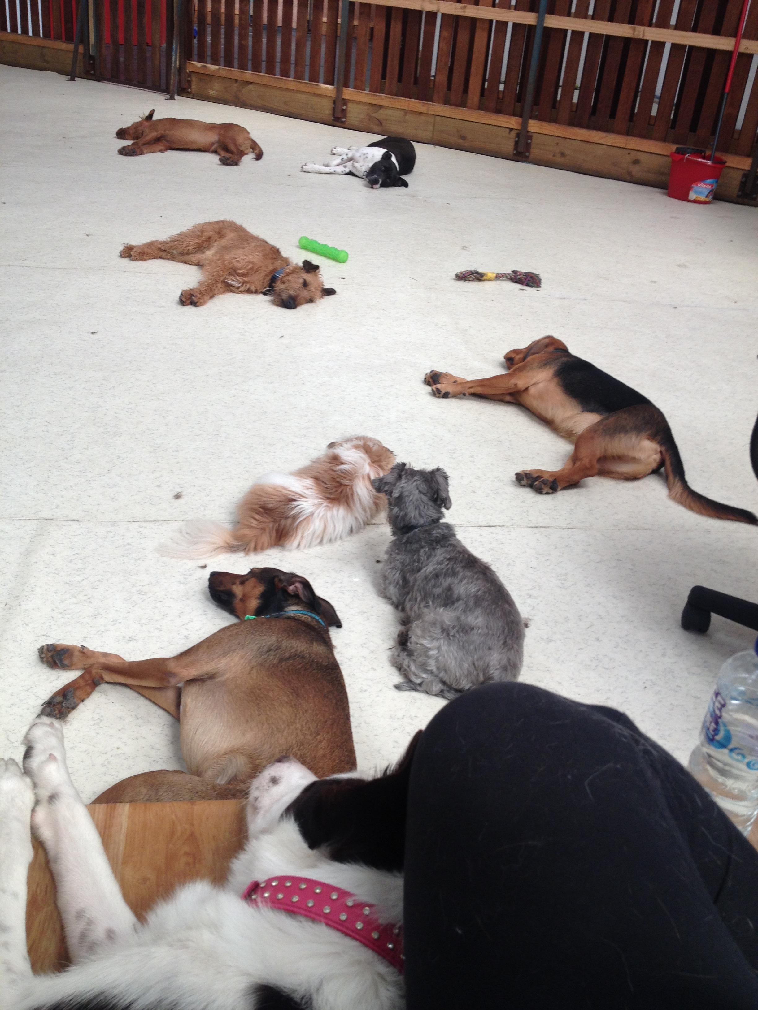 Pet Sitter near me, Pet Sitting in Runaway Bay, QLD PetCloud