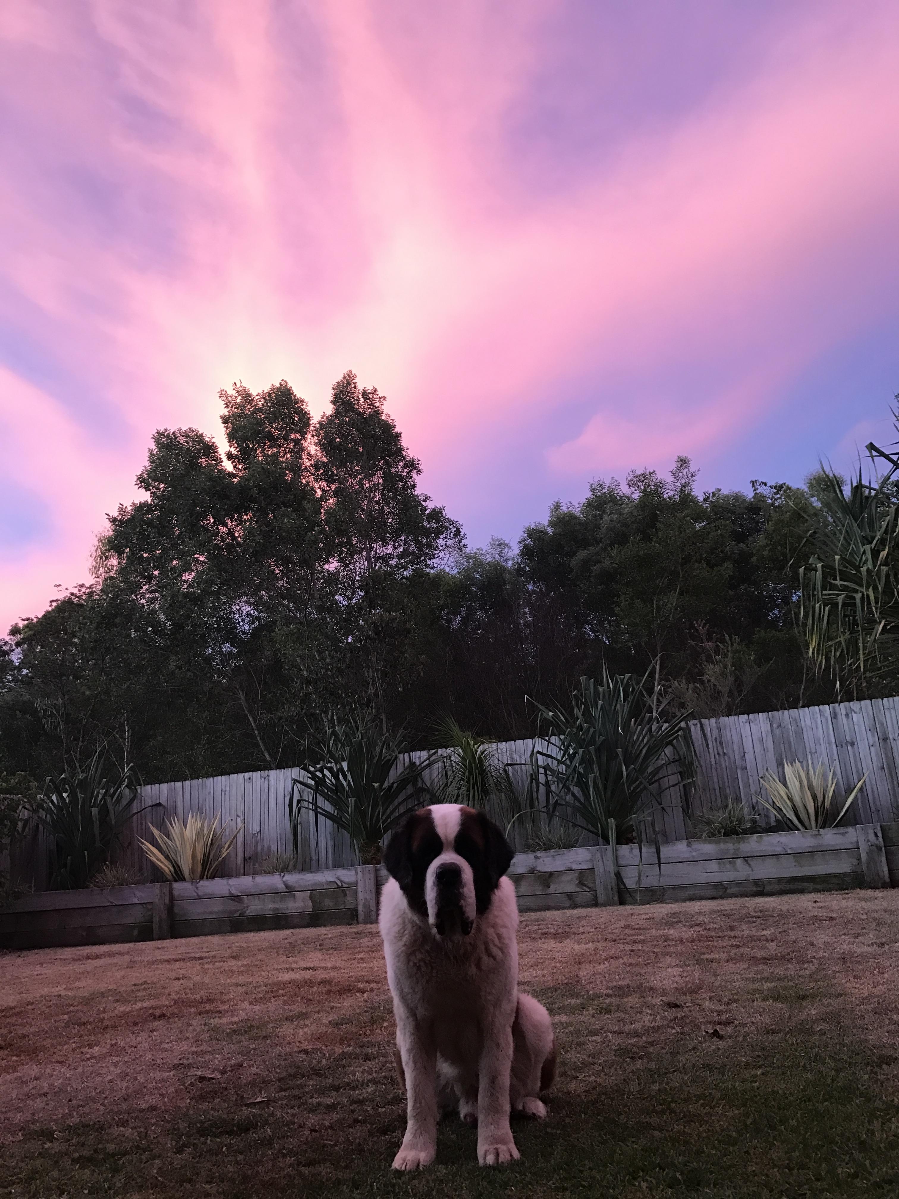 Pet Sitter near me, Pet Sitting in East Mackay, QLD PetCloud Madison j PetCloud