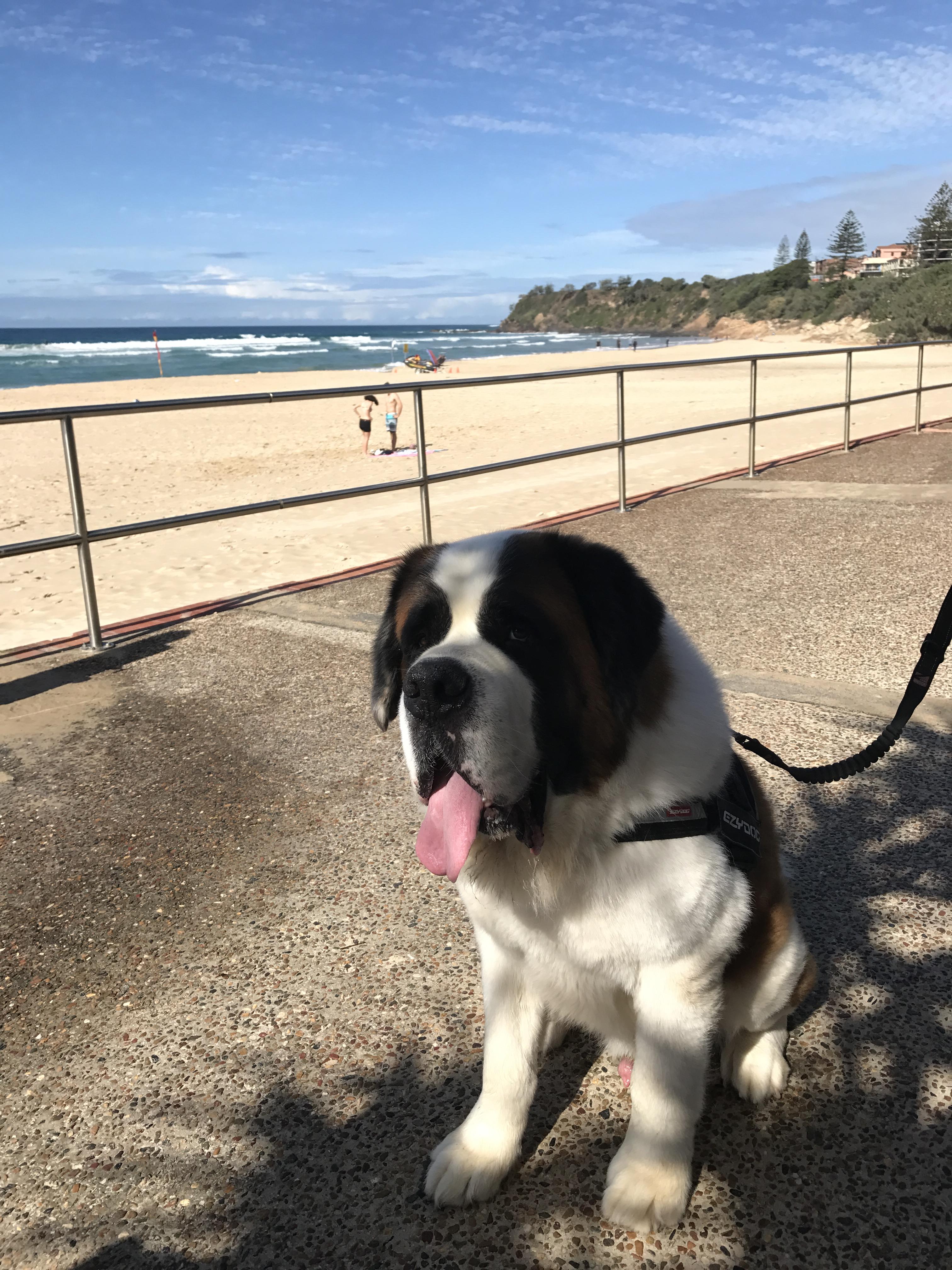 Pet Sitter near me, Pet Sitting in East Mackay, QLD PetCloud Madison j PetCloud