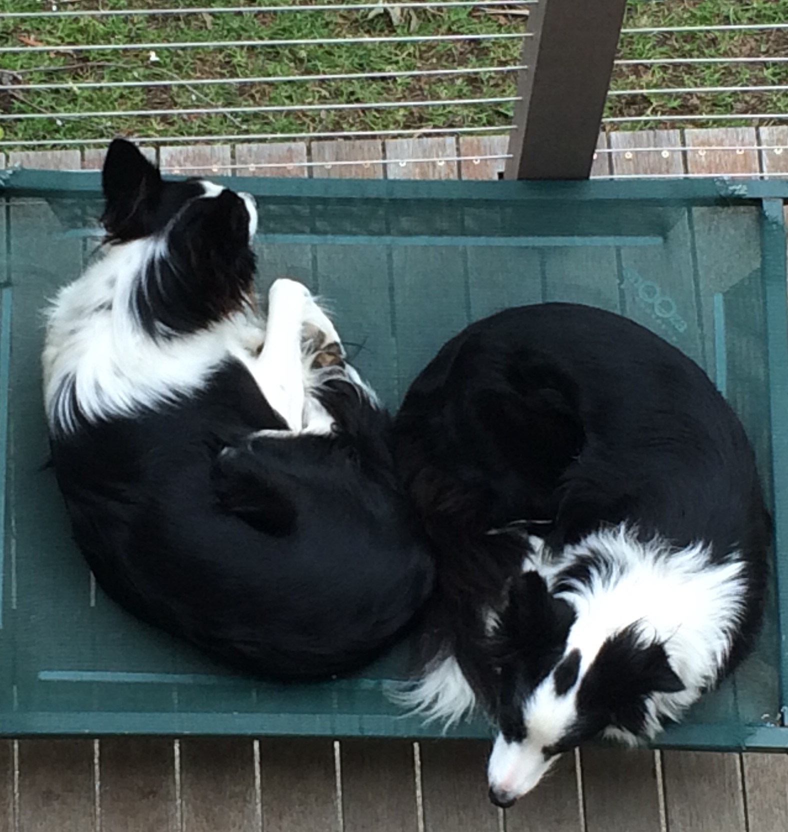 Pet Sitter near me, Pet Sitting in Frankston South, VIC PetCloud