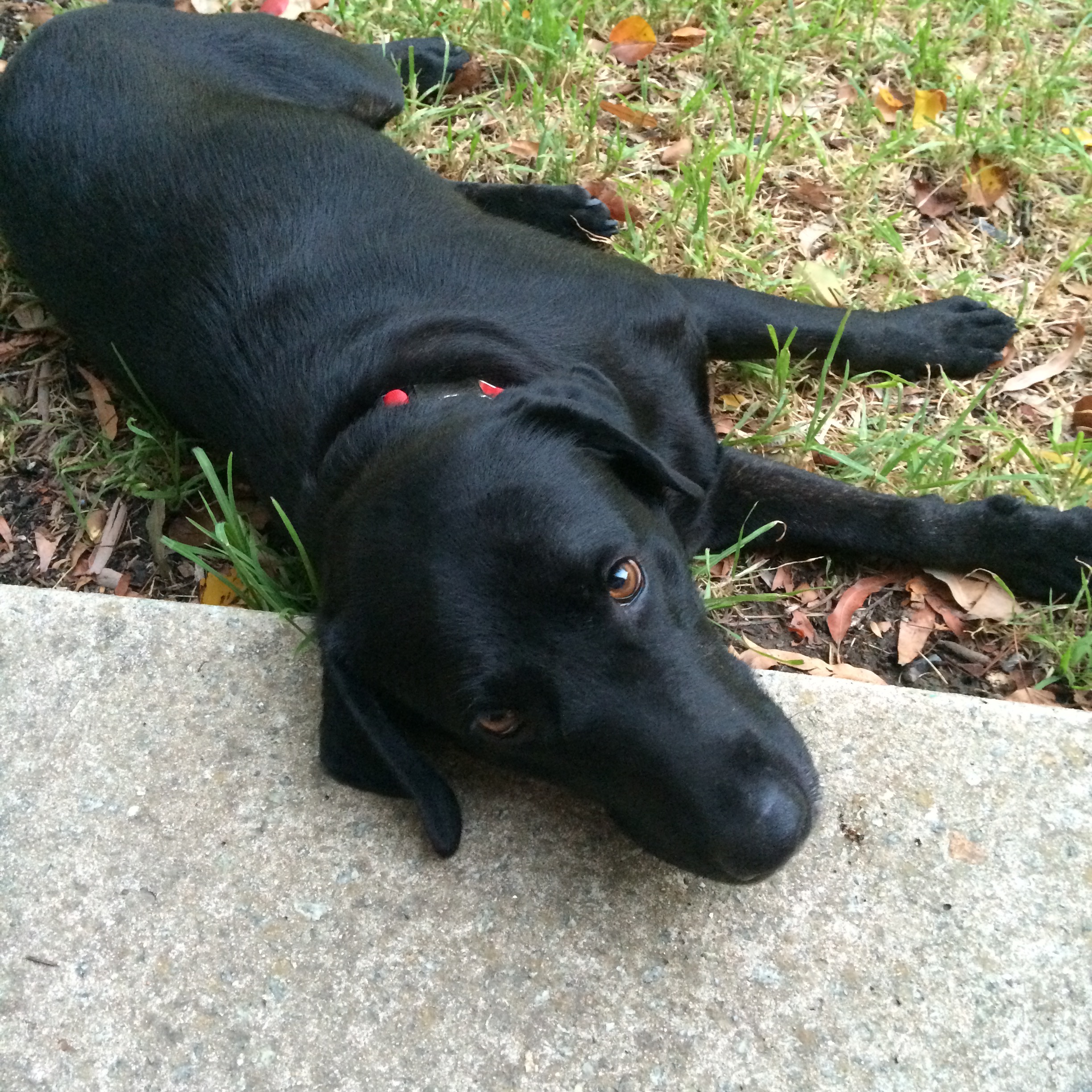 Pet Sitter near me, Pet Sitting in Frankston South, VIC PetCloud