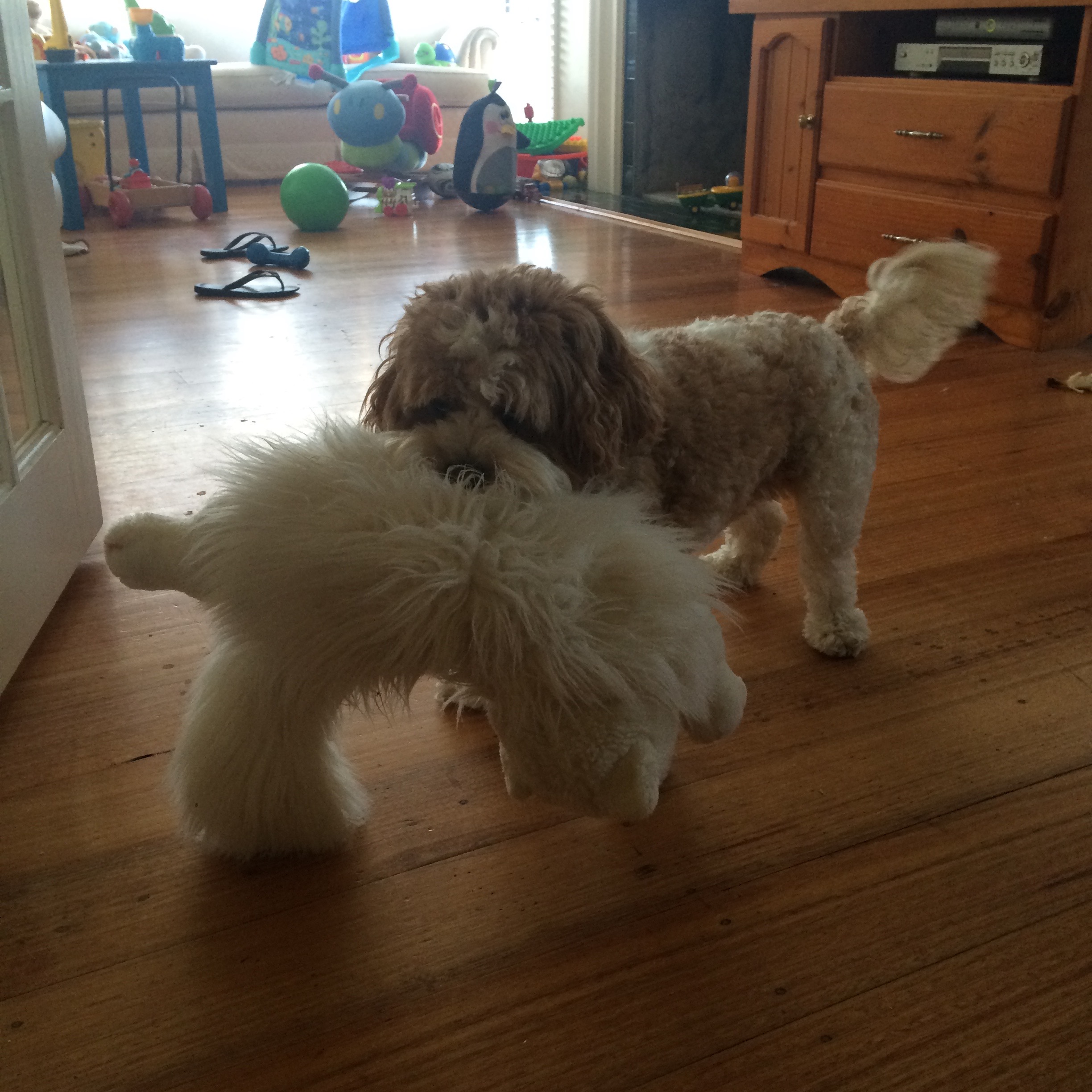 Pet Sitter near me, Pet Sitting in Frankston South, VIC PetCloud