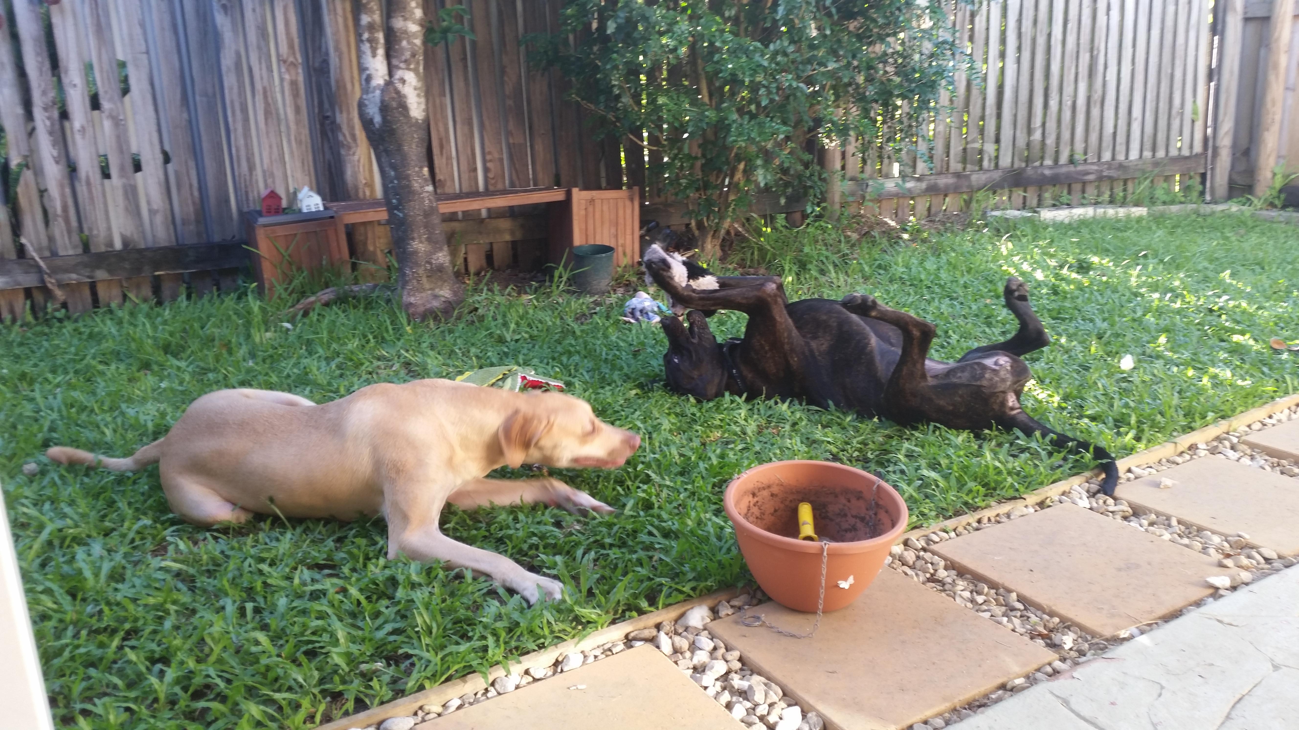 Pet Sitter near me, Pet Sitting in Kewarra Beach, QLD PetCloud