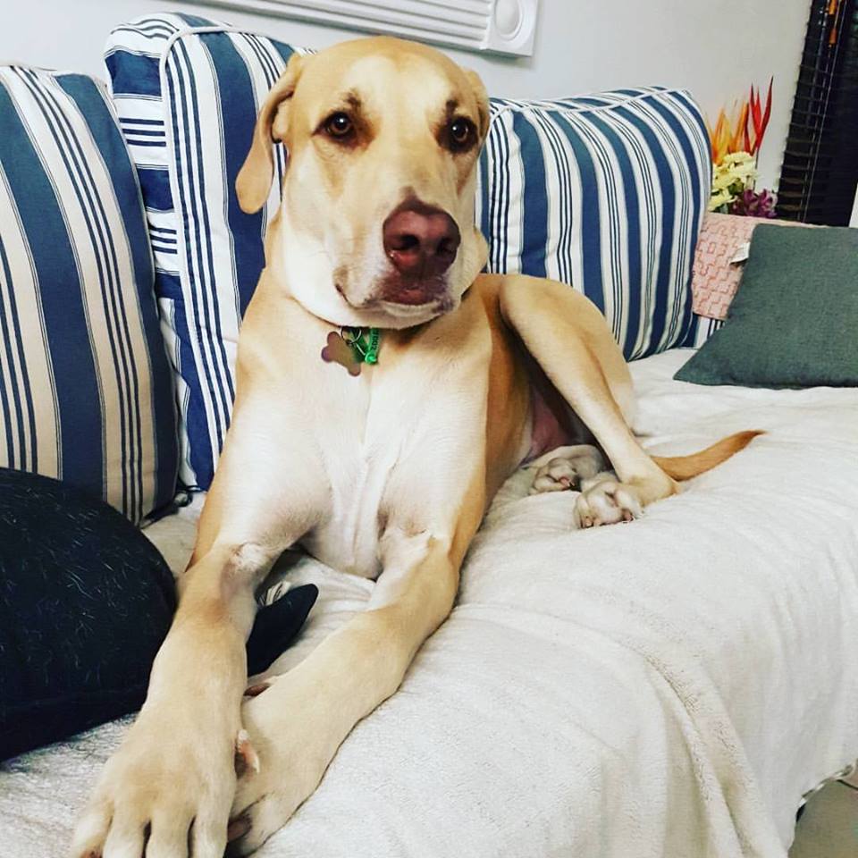 Pet Sitter near me, Pet Sitting in Kewarra Beach, QLD PetCloud