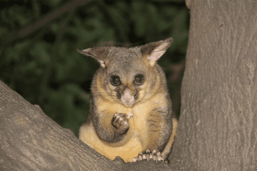 How do I get rid of possums? Peter The Possum Man