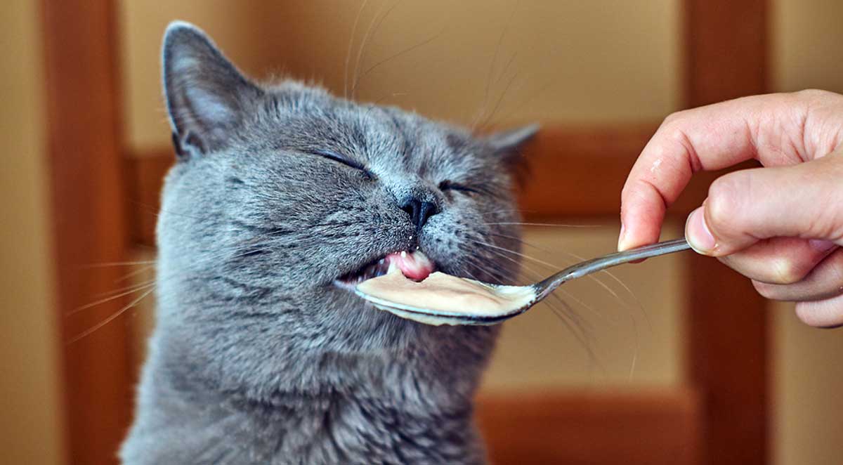 Wet Food vs. Dry Food What Should Cats Eat? PetMojo