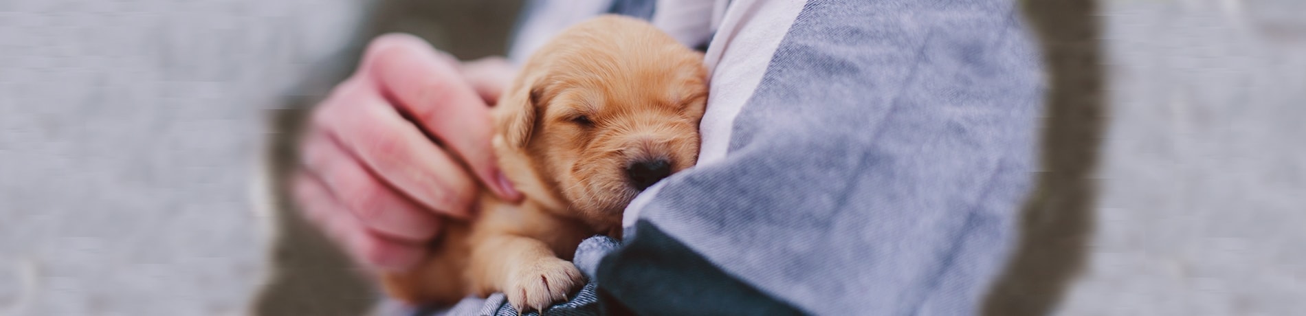 Puppy Slapen: Tips Voor Een Goede Nachtrust! | Petplan.nl