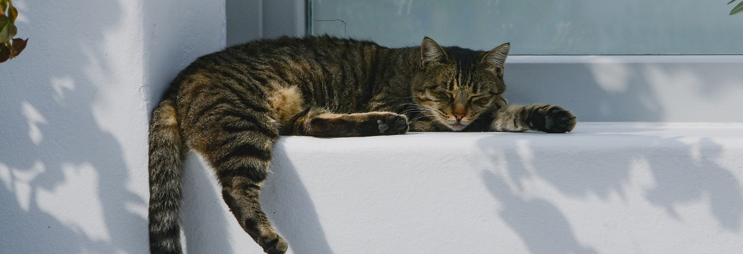 Koelmat kat dé oplossing voor katten in de zomer! Petplan.nl