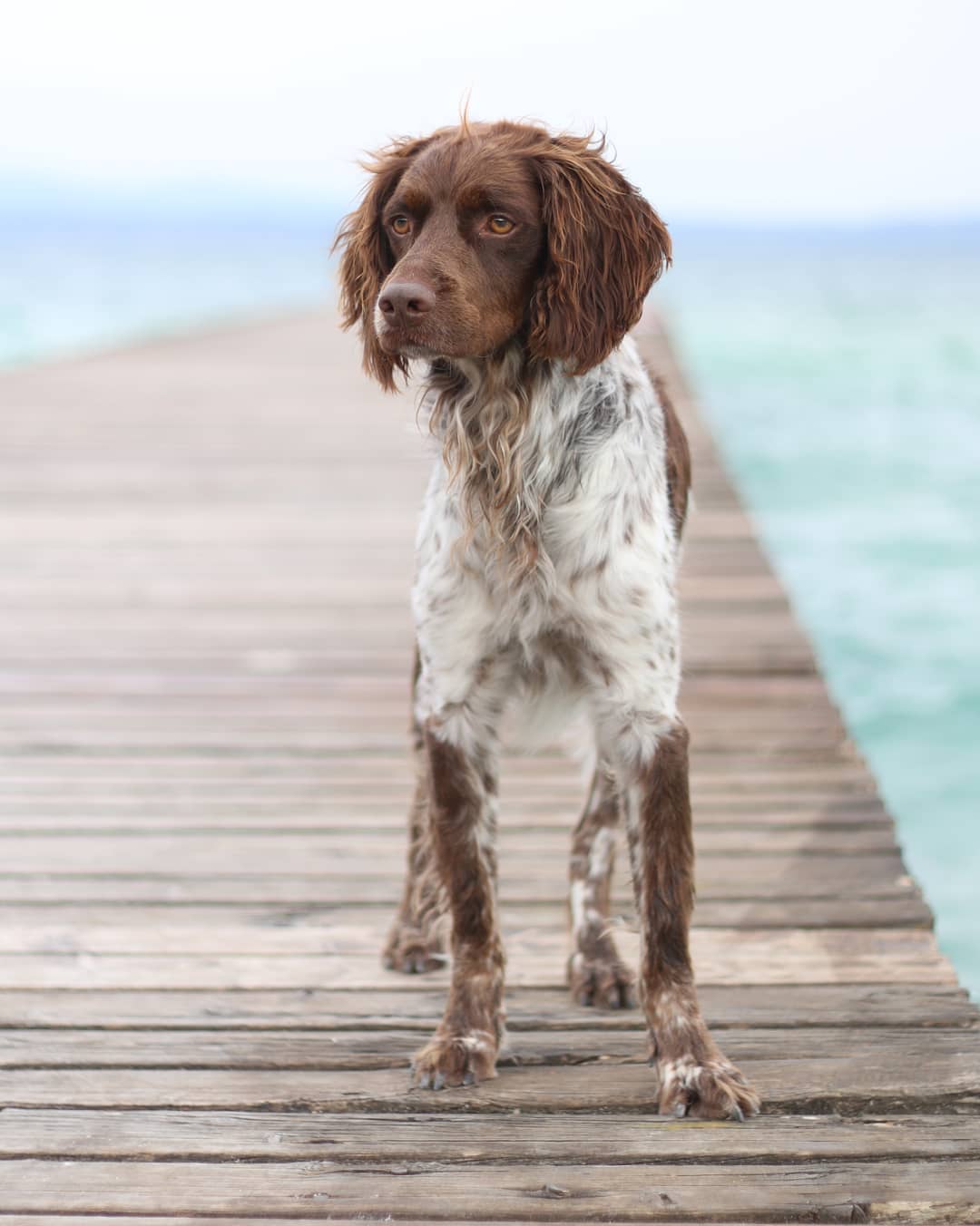 14 Weird Facts About Brittany Spaniels PetPress