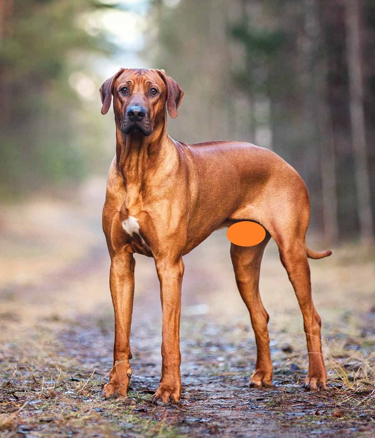 14 Things You Didn’t Know About the Rhodesian Ridgeback PetPress