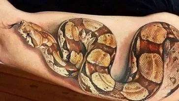 16 Best Python Tattoo Design Ideas - Petpress 205_x_364_webp
