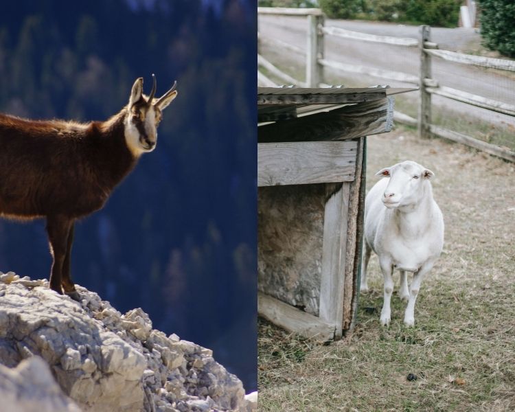 Goat Name Generator Best Names For A Pet Goat PetPress