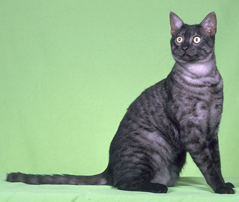 110+ Egyptian Black Cat Names For Your Cute Black Kitten
