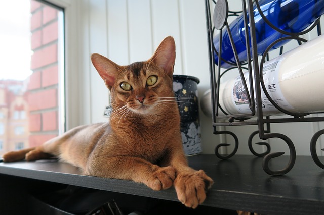 100 Popular Abyssinian Cat Names For Male And Female