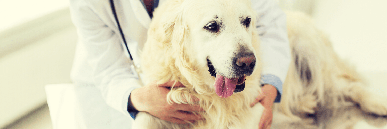 Does Vetmedin Cause Diarrhea In Dogs