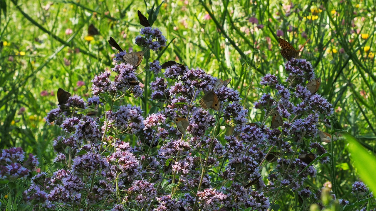 Más de 800 vídeos en HD y 4K gratis de Bacalao Mariposa y Mariposa