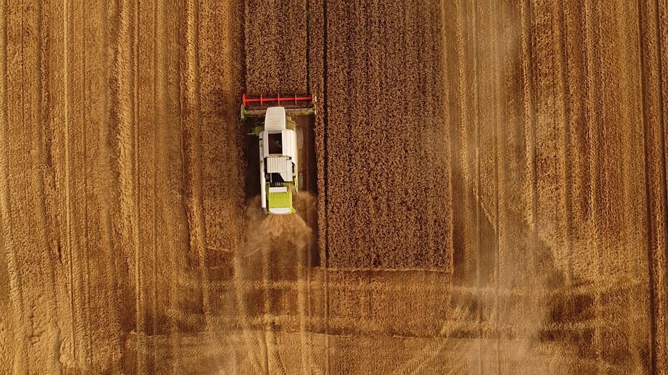 Cornfield, Wheat, Harvest. Free Stock Video Pixabay