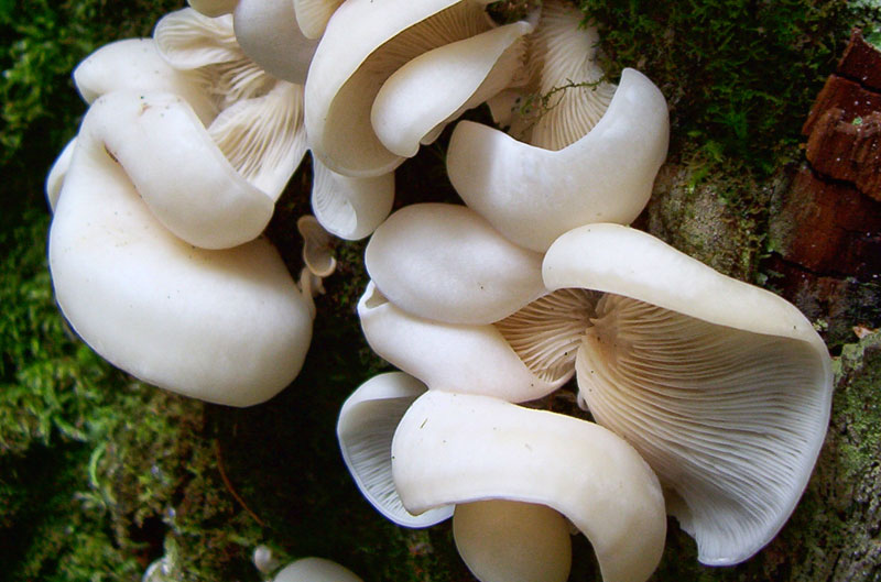 Most Poisonous Mushrooms Deadly