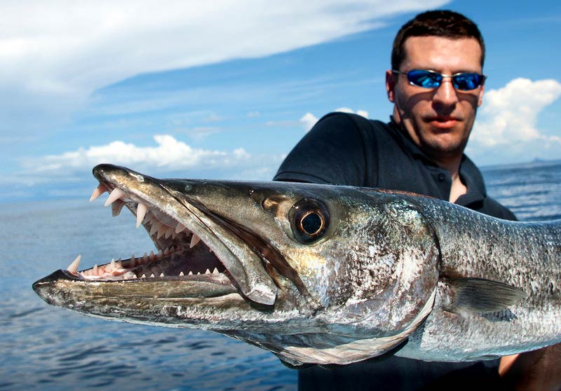 Most dangerous sea creatures Deadly